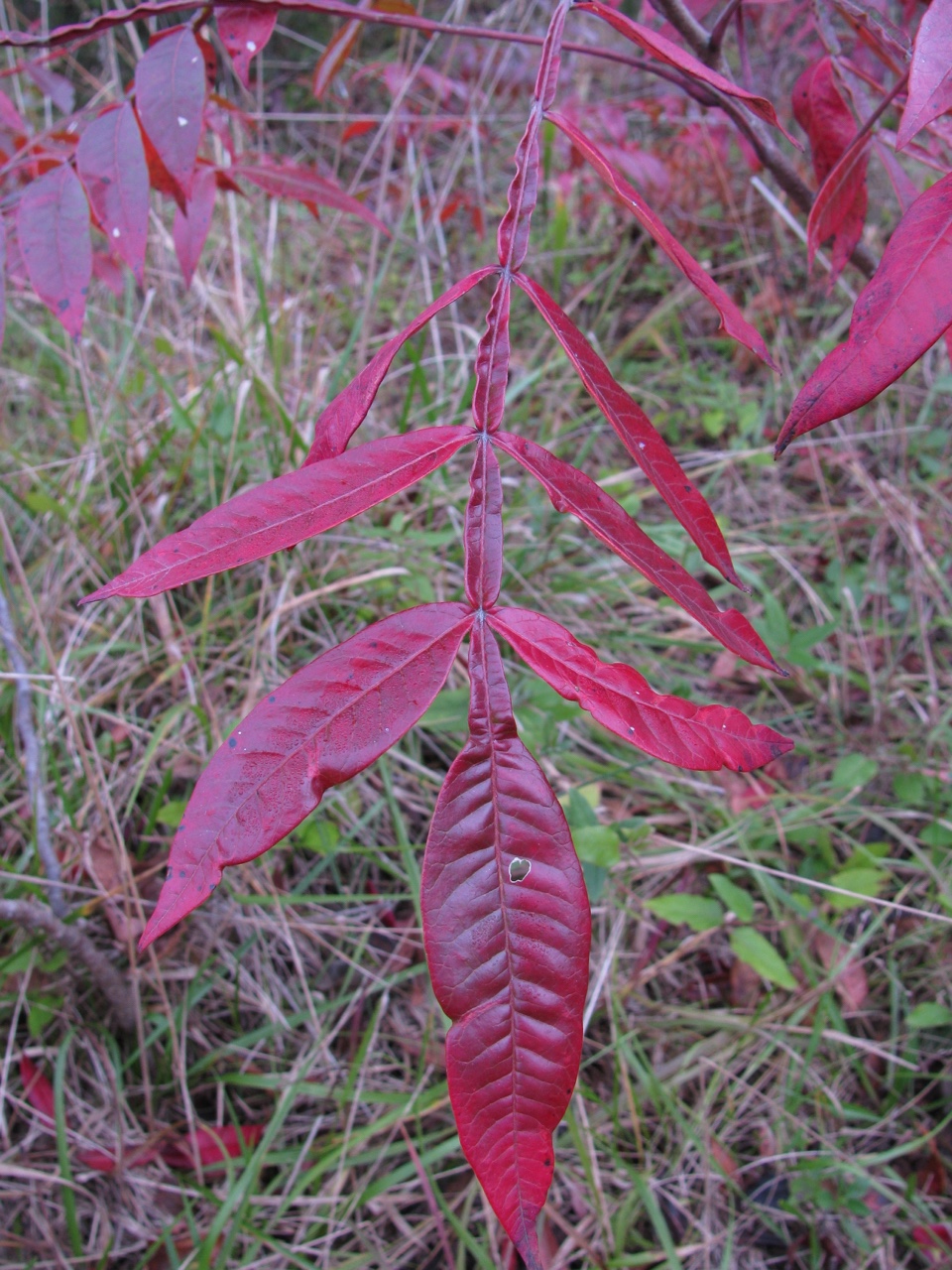 The Scientific Name is Rhus copallinum [= Rhus copallina]. You will likely hear them called Winged Sumac, Shining Sumac, Flameleaf Sumac, Dwarf Sumac. This picture shows the Close-up of pinnately compound leaf in Fall of Rhus copallinum [= Rhus copallina]