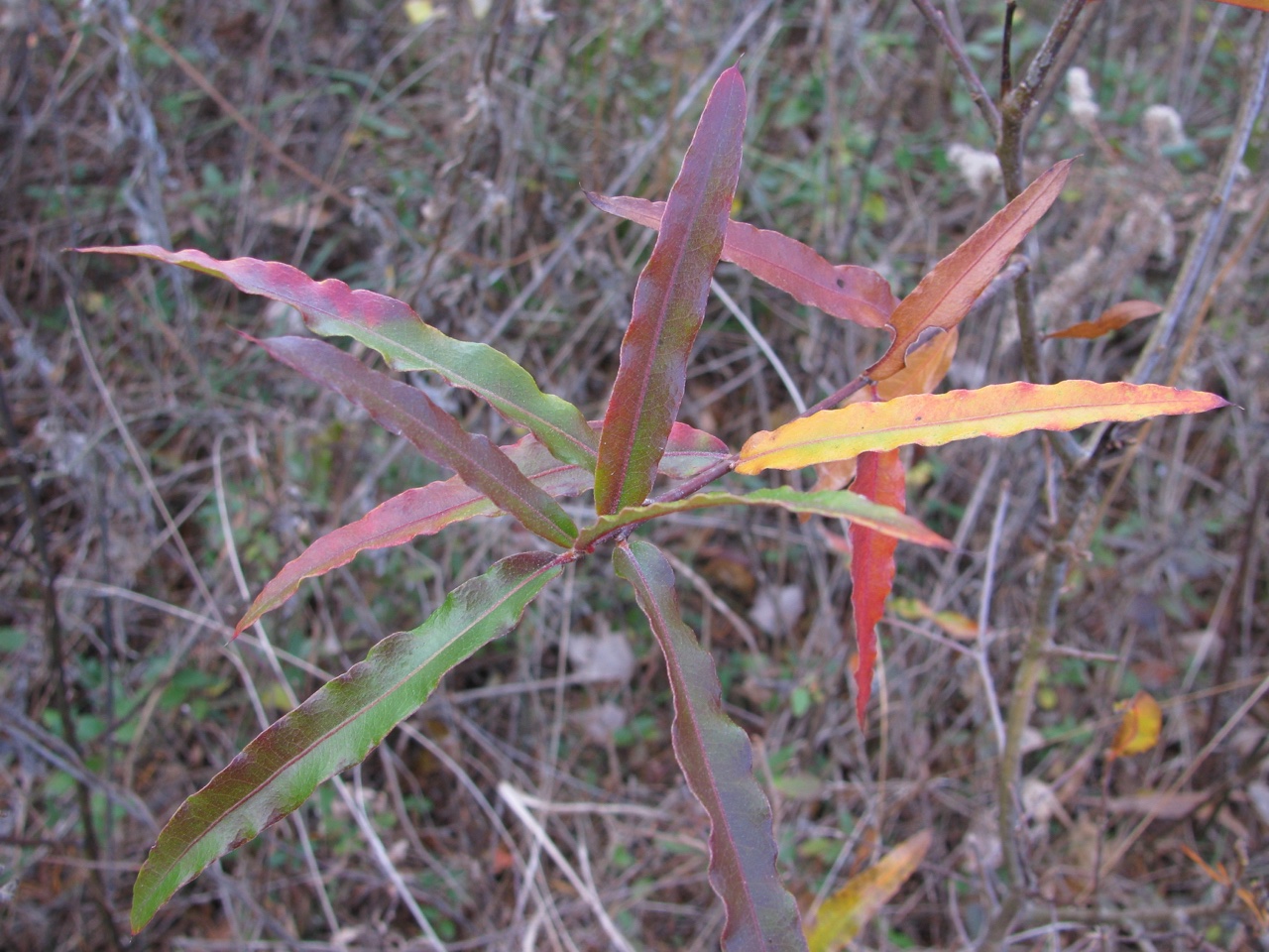 The Scientific Name is Quercus phellos. You will likely hear them called Willow Oak. This picture shows the Young sapling in late November. Leaves  are very narrowly elliptic with entire margins and a bristle tip. of Quercus phellos