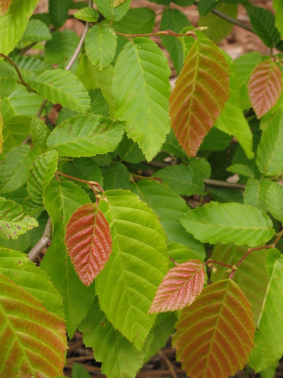 The Scientific Name is Carpinus caroliniana. You will likely hear them called American Hornbeam, Ironwood, Musclewood, Blue Beech. This picture shows the Colorful new Spring leaves of Carpinus caroliniana