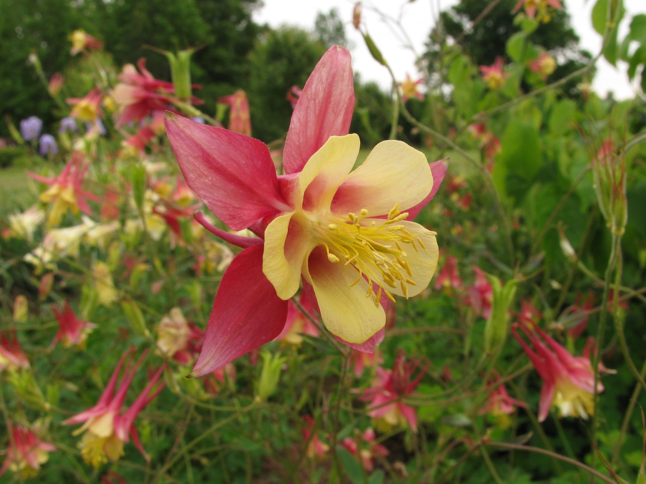 The Scientific Name is Aquilegia canadensis [= Aquilegia australis]. You will likely hear them called Wild Columbine. This picture shows the Close-up of flower of Aquilegia canadensis [= Aquilegia australis]