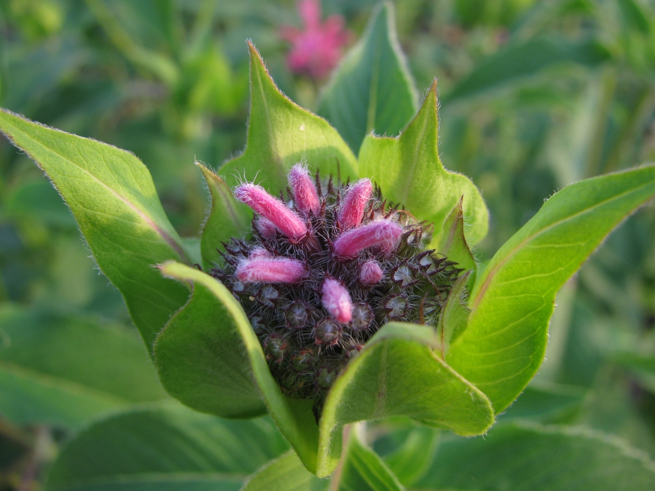 The Scientific Name is Monarda fistulosa. You will likely hear them called Wild Bergamot. This picture shows the Flower buds emerging in early June. Flowers are densely aggregated into head-like clusters of Monarda fistulosa