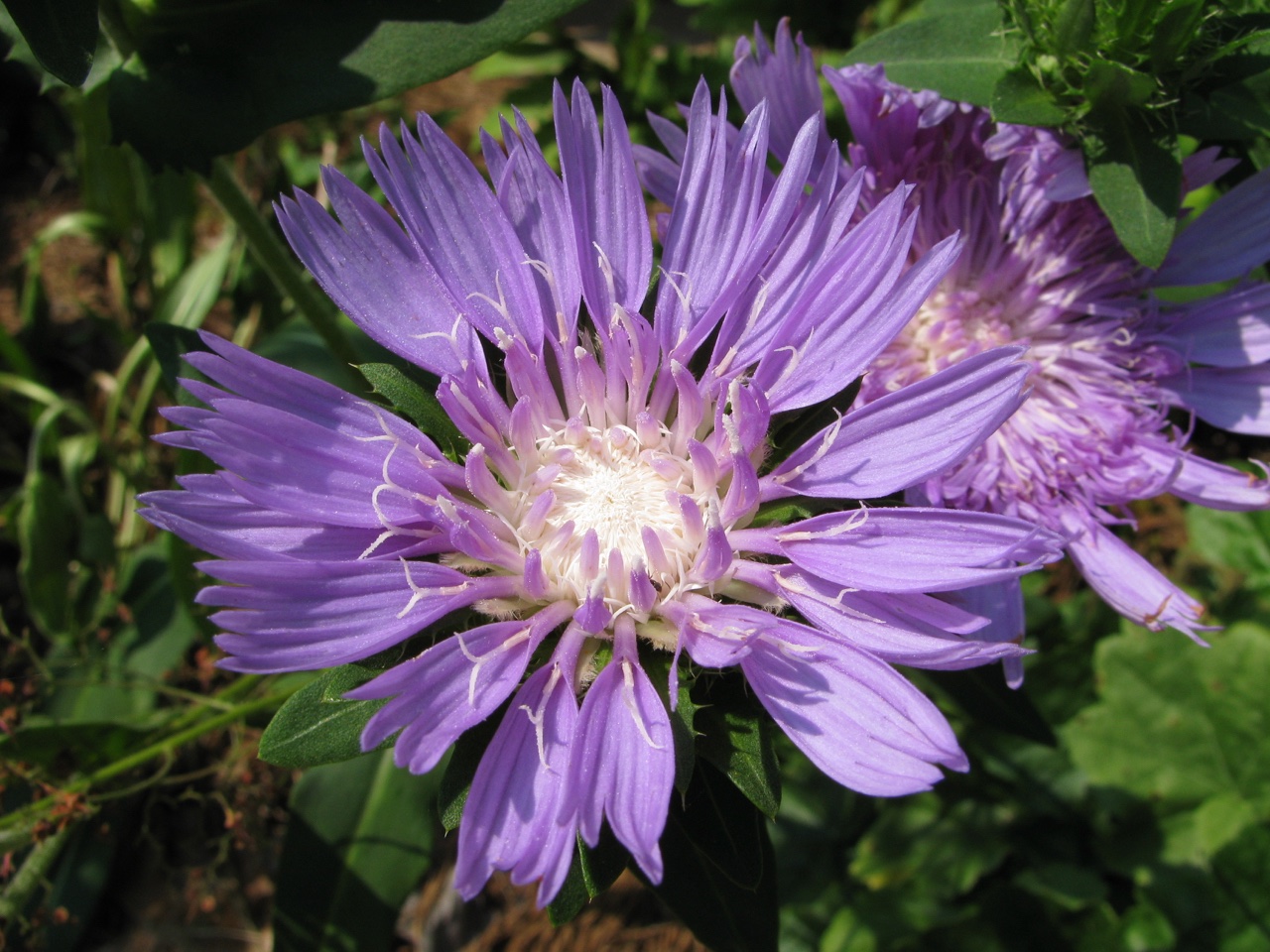 The Scientific Name is Stokesia laevis. You will likely hear them called Stokes Aster, Stokesia, Blue Stokesia, Stokes's Aster, Cornflower Aster. This picture shows the Close-up of large (2-2.5 inches) flower head of Stokesia laevis
