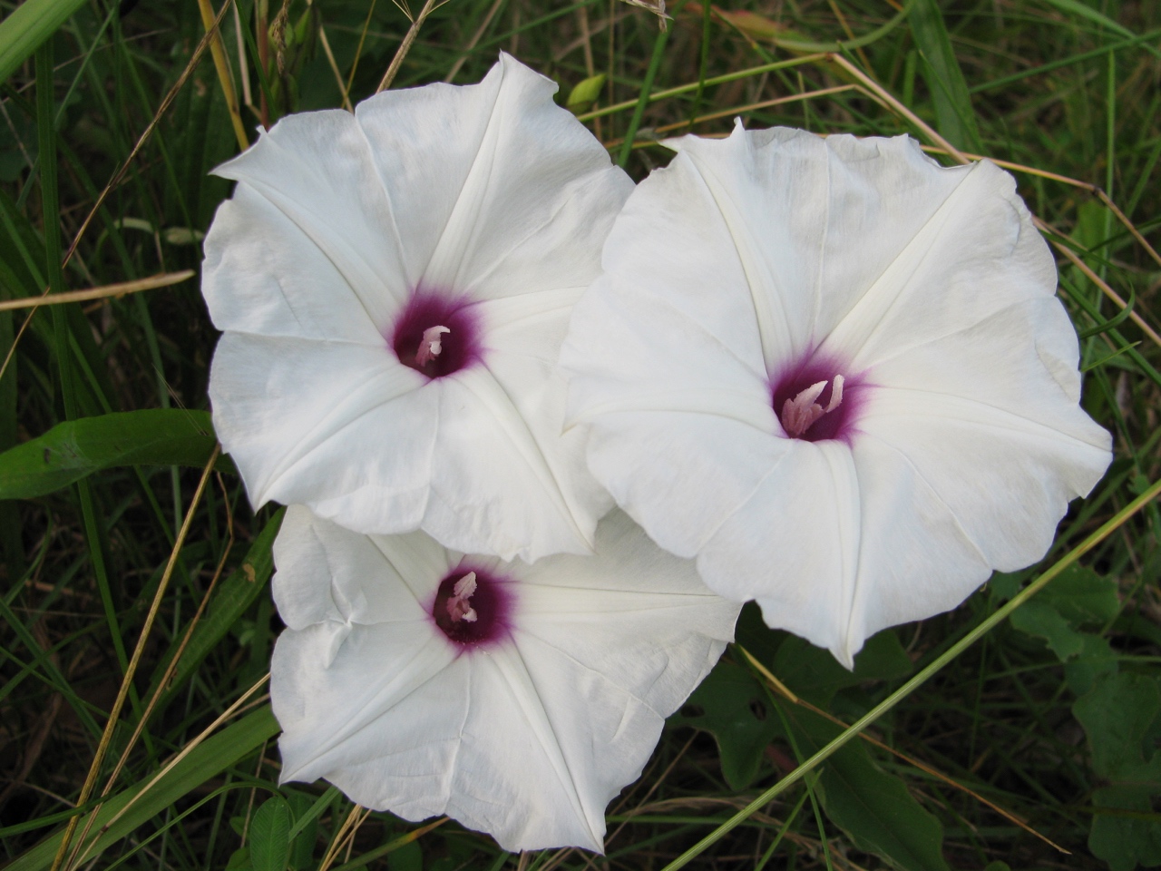 The Scientific Name is Ipomoea pandurata. You will likely hear them called Wild Potato-vine, Wild Sweet Potato, Manroot, Man-of-the-earth. This picture shows the Close-up of flowers of Ipomoea pandurata