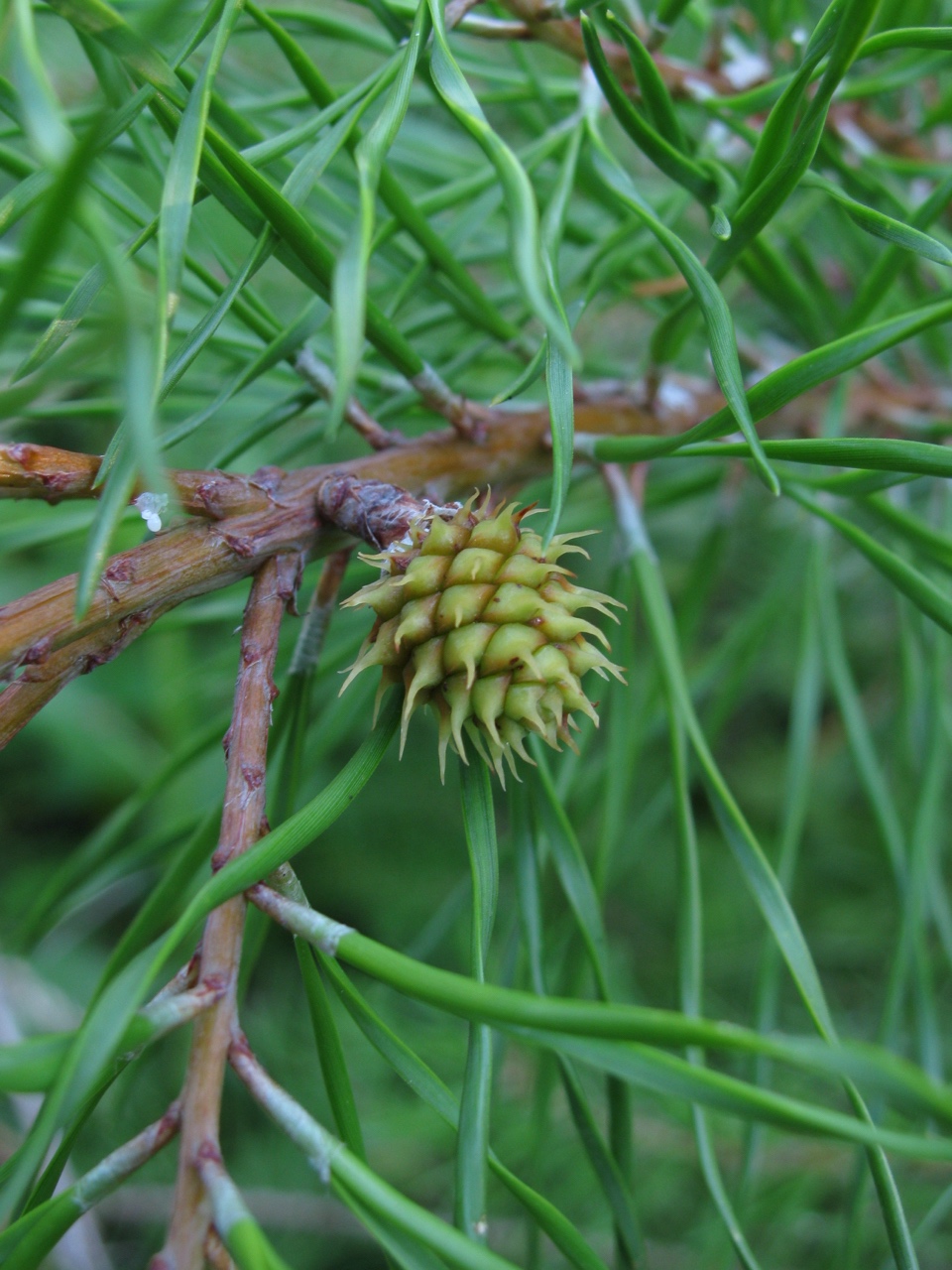 The Scientific Name is Pinus virginiana. You will likely hear them called Virginia Pine, Scrub Pine, Jersey Pine. This picture shows the Developing seed cone in late June. Notice the twisted needles. of Pinus virginiana