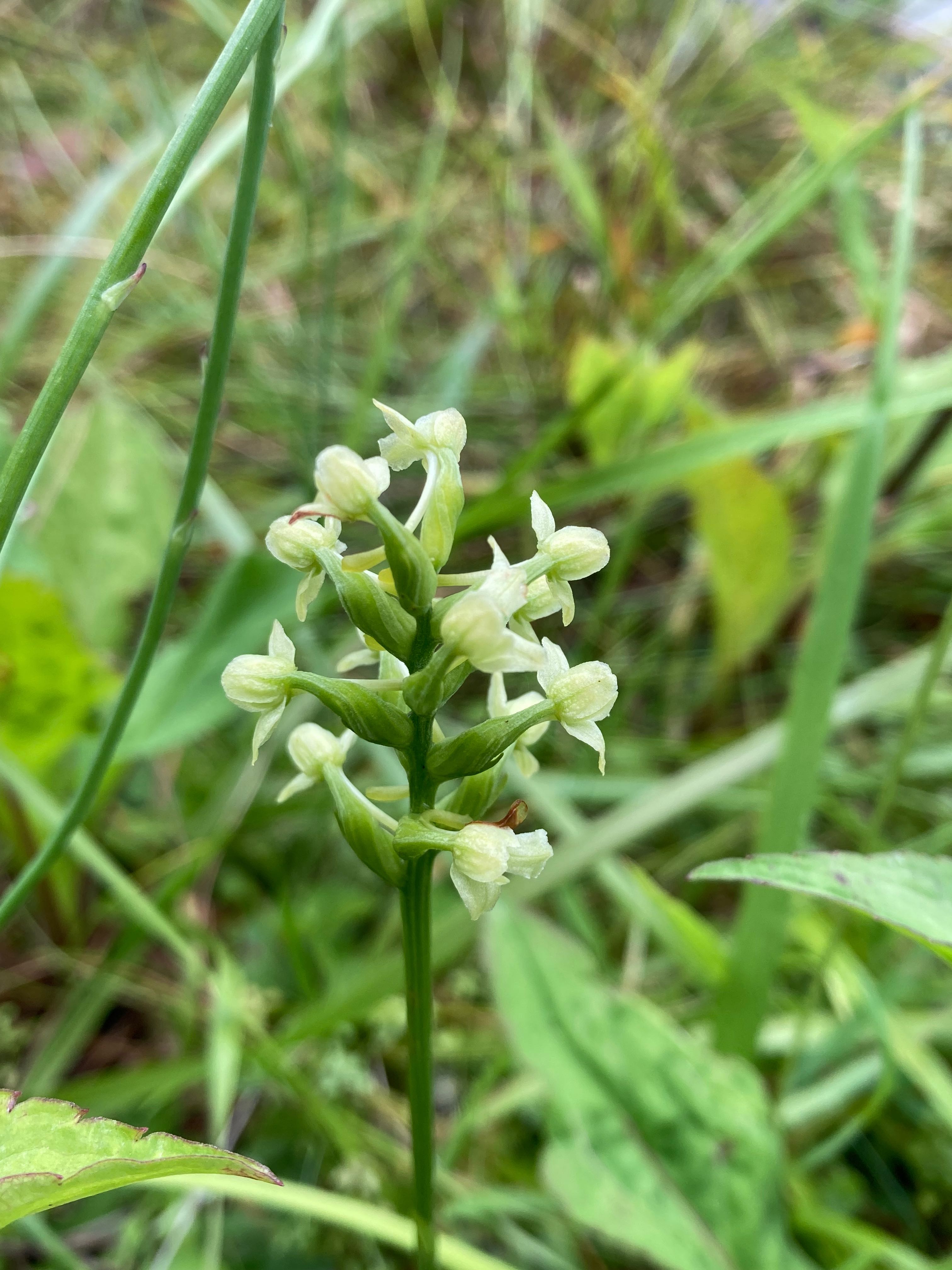 The Scientific Name is Platanthera clavellata [= Habenaria clavellata]. You will likely hear them called Small Green Wood Orchid, Small Woodland Orchid, Little Club-spur Bog Orchid. This picture shows the Flowers can also be whitish in color. of Platanthera clavellata [= Habenaria clavellata]