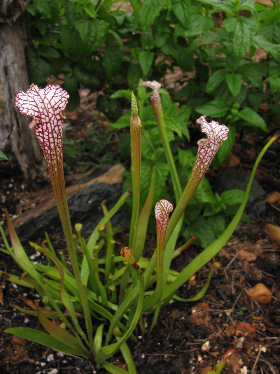The Scientific Name is Sarracenia leucophylla. You will likely hear them called Whitetop Pitcherplant, Crimson Pitcherplant. This picture shows the Growing in a bog garden of Sarracenia leucophylla