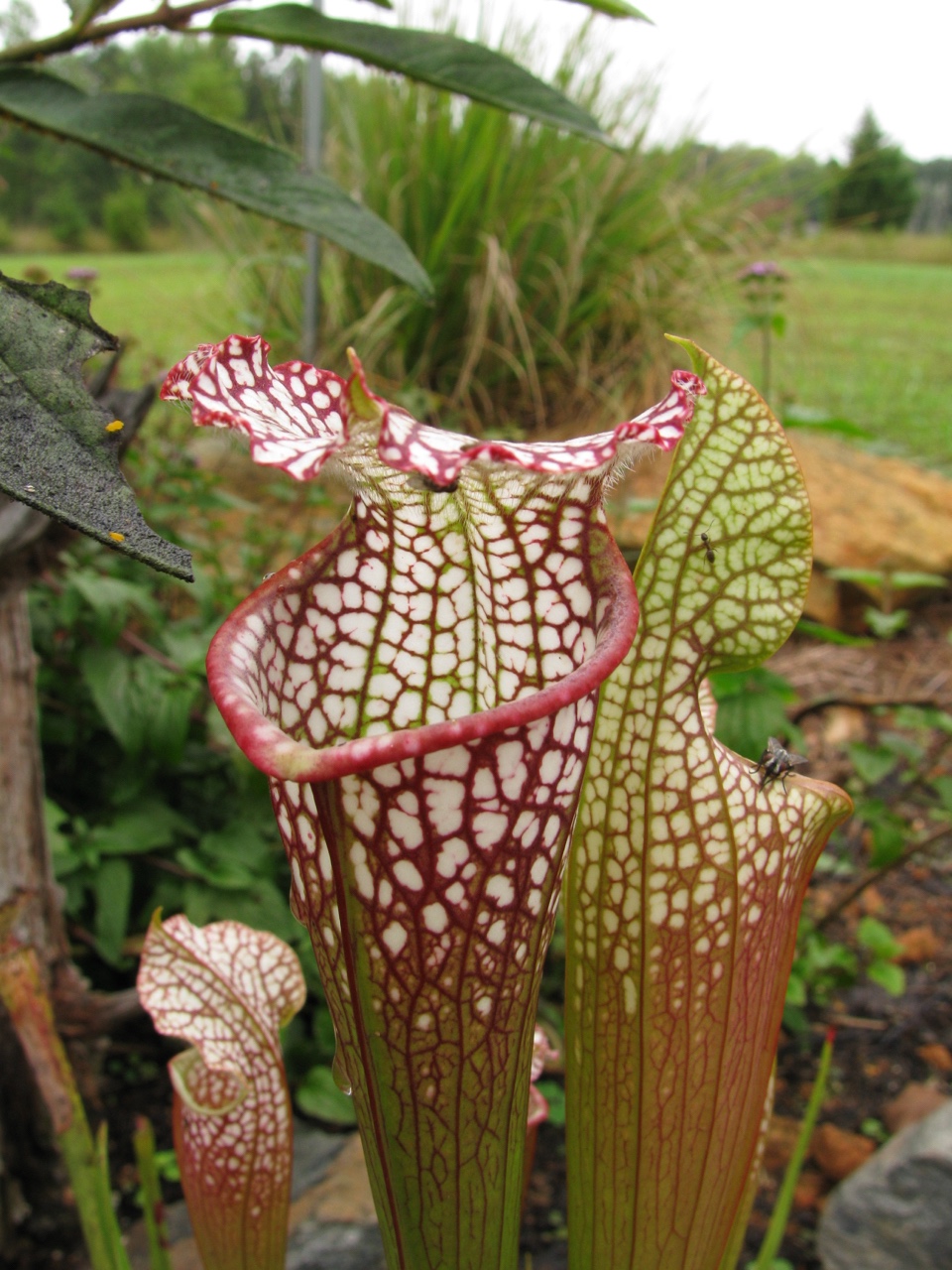 The Scientific Name is Sarracenia leucophylla. You will likely hear them called Whitetop Pitcherplant, Crimson Pitcherplant. This picture shows the Close-up of leaves with upper end and hood being bright white with red veins of Sarracenia leucophylla