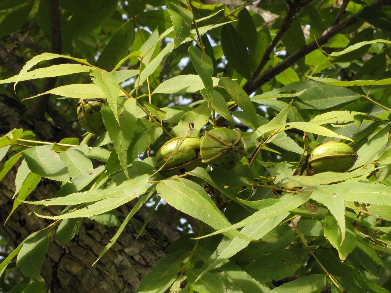 The Scientific Name is Carya illinoinensis. You will likely hear them called Pecan. This picture shows the Fruit in late September of Carya illinoinensis