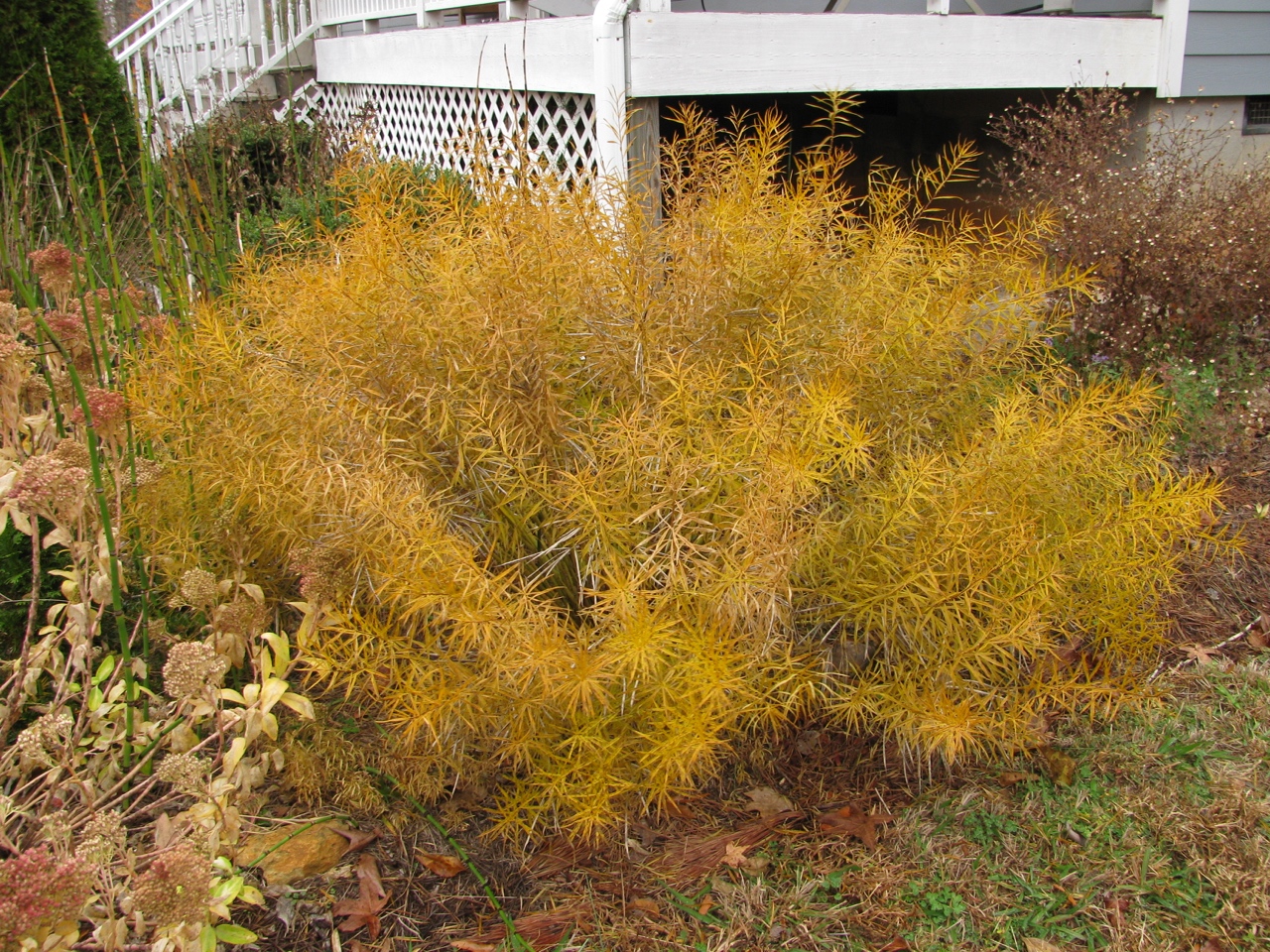The Scientific Name is Amsonia hubrichtii. You will likely hear them called Threadleaf Bluestar, Hubricht's Bluestar, Hubricht's Slimpod. This picture shows the Lovely Fall color in November of Amsonia hubrichtii