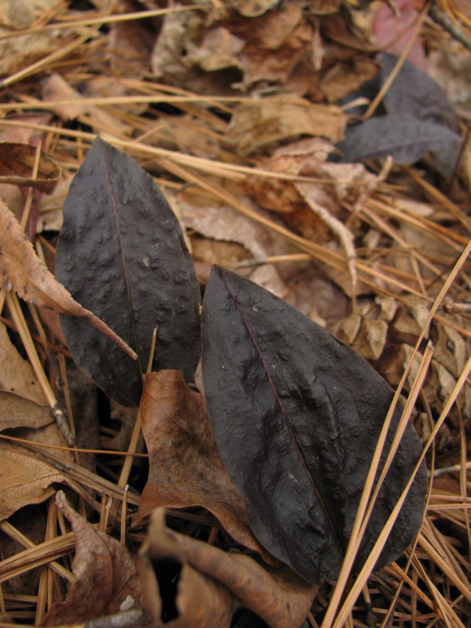 The Scientific Name is Tipularia discolor. You will likely hear them called Cranefly Orchid, Crippled Cranefly. This picture shows the Leaves can be quite variable in color, ranging from green to almost black. of Tipularia discolor