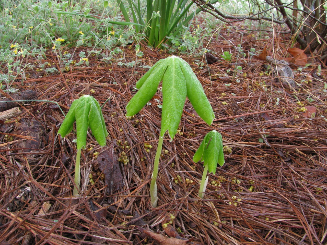 The Scientific Name is Podophyllum peltatum. You will likely hear them called Mayapple, May-apple, American Mandrake, Wild Mandrake, Indian Apple, Pomme de Mai, Podophylle Pelt. This picture shows the Emergence in early Spring of Podophyllum peltatum