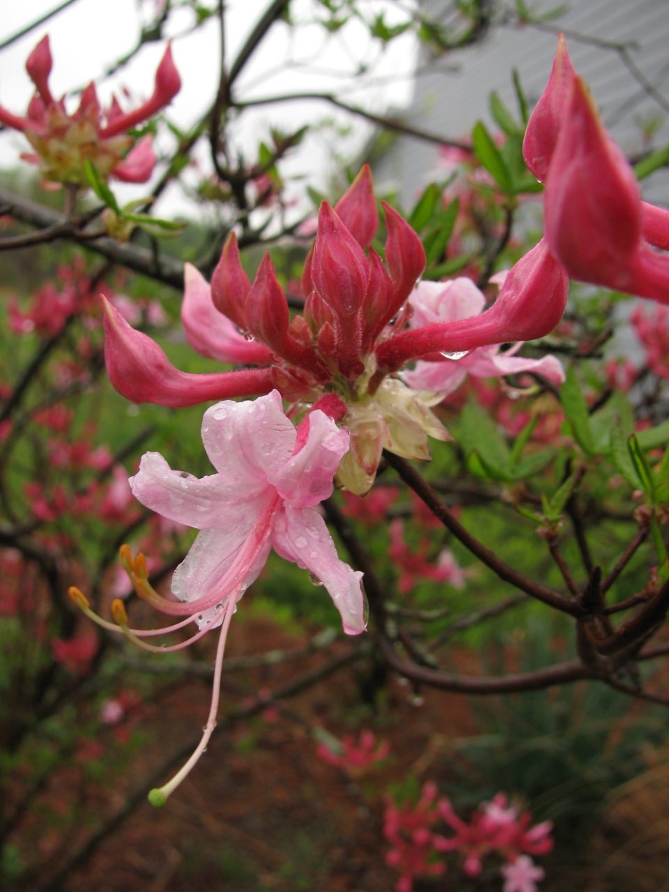 The Scientific Name is Rhododendron canescens. You will likely hear them called Piedmont Azalea, Southern Pinxter Azalea, Wild Azalea, Hoary Azalea, Mountain Azalea, Florida Pinxter Azalea. This picture shows the Beautiful pink flowers and buds of Rhododendron canescens