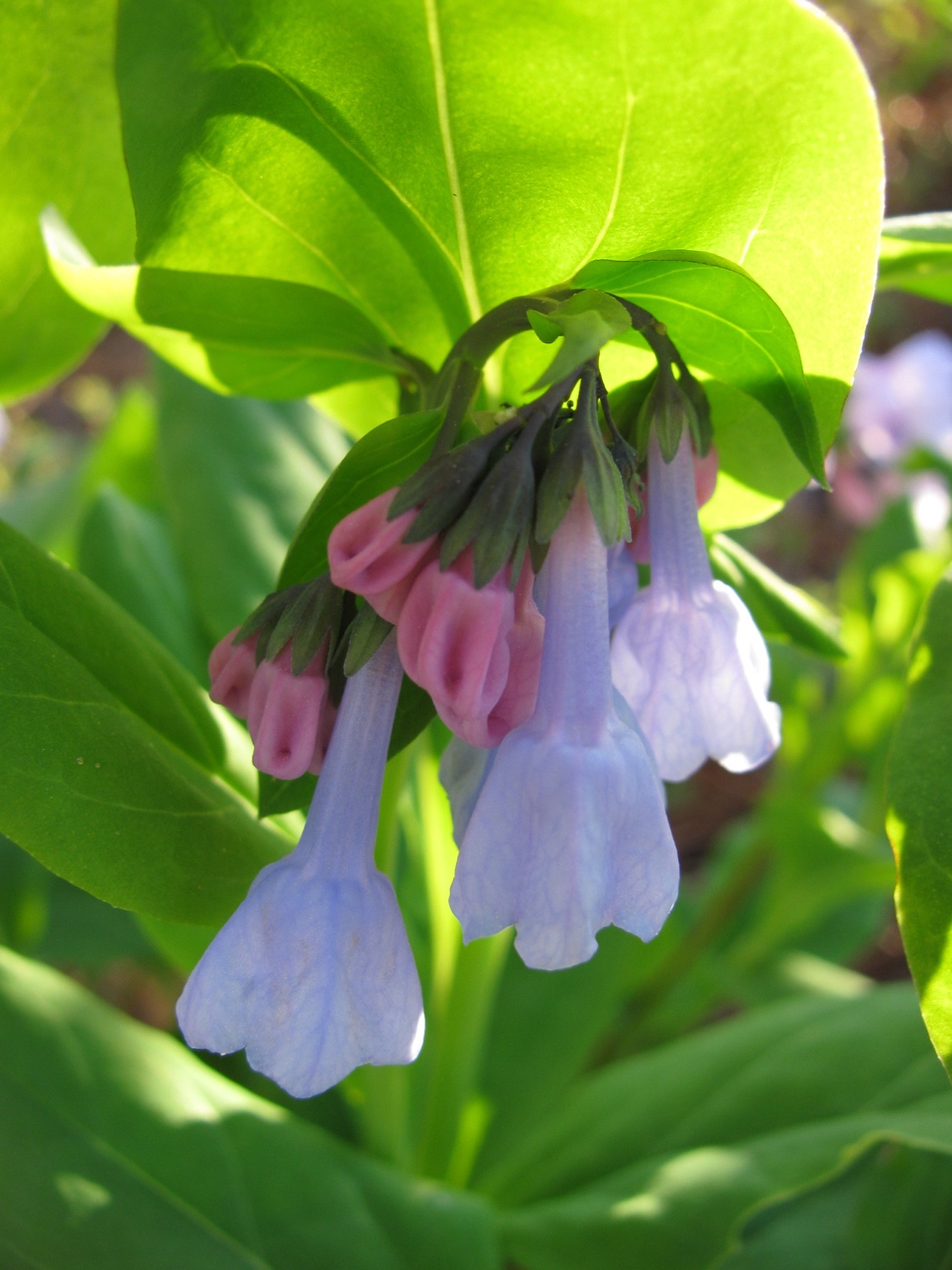 The Scientific Name is Mertensia virginica. You will likely hear them called Virginia Bluebells, Virginia Cowslip. This picture shows the Buds and flowers can range from pink to Carolina-blue and all colors in-between of Mertensia virginica