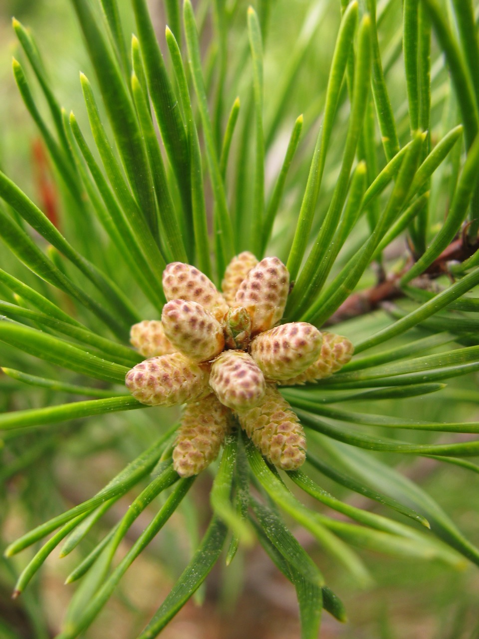 The Scientific Name is Pinus virginiana. You will likely hear them called Virginia Pine, Scrub Pine, Jersey Pine. This picture shows the Pollen cones in early April of Pinus virginiana