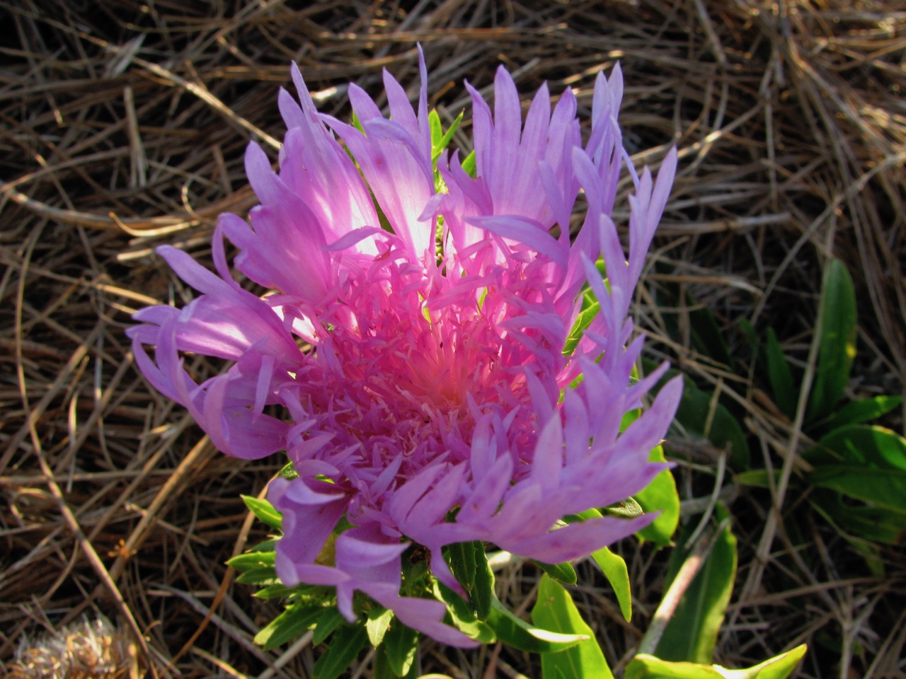 The Scientific Name is Stokesia laevis. You will likely hear them called Stokes Aster, Stokesia, Blue Stokesia, Stokes's Aster, Cornflower Aster. This picture shows the The colors are spectacular when backlit of Stokesia laevis