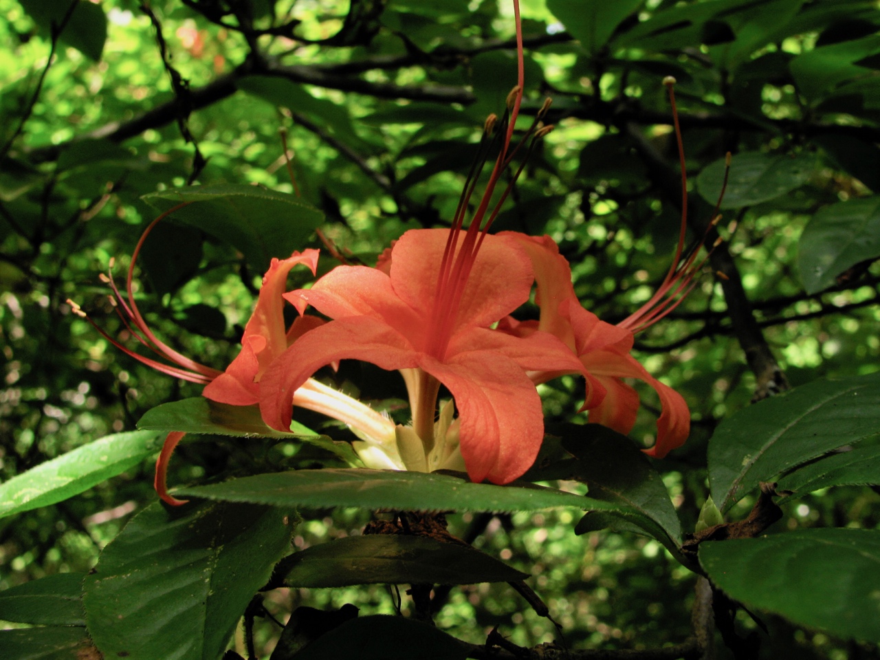The Scientific Name is Rhododendron cumberlandense. You will likely hear them called Cumberland Azalea. This picture shows the Flowering in July of Rhododendron cumberlandense
