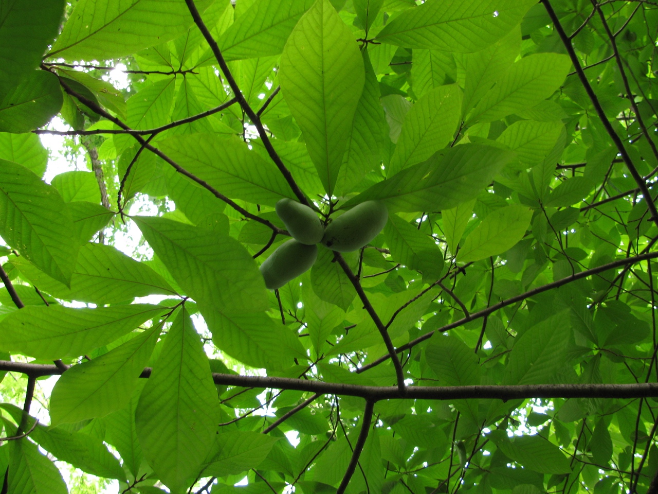 The Scientific Name is Asimina triloba. You will likely hear them called Pawpaw. This picture shows the Maturing fruit in July of Asimina triloba