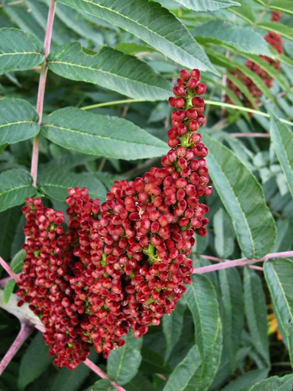 The Scientific Name is Rhus glabra. You will likely hear them called Smooth Sumac. This picture shows the Panicle of fruit (drupes) in July.  The fruits are fuzzy in R. typhina of Rhus glabra