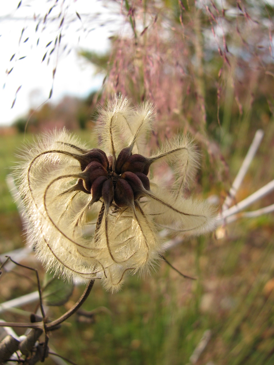 The Scientific Name is Clematis viorna. You will likely hear them called Leather Flower. This picture shows the Mature achenes with fuzzy plumes of Clematis viorna