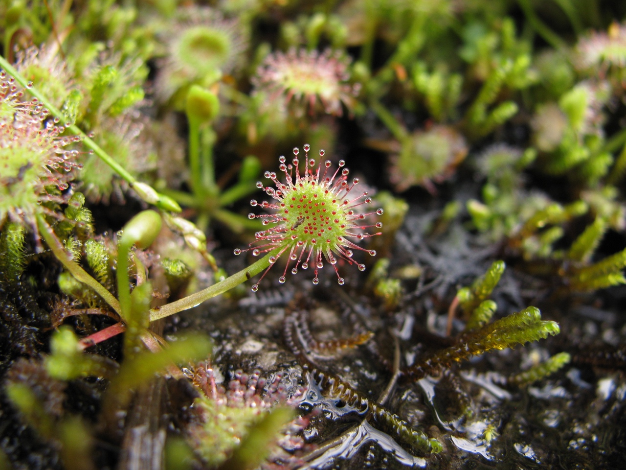 The Scientific Name is Drosera rotundifolia. You will likely hear them called Roundleaf Sundew. This picture shows the Close-up of leaf covered in glandular hairs of Drosera rotundifolia