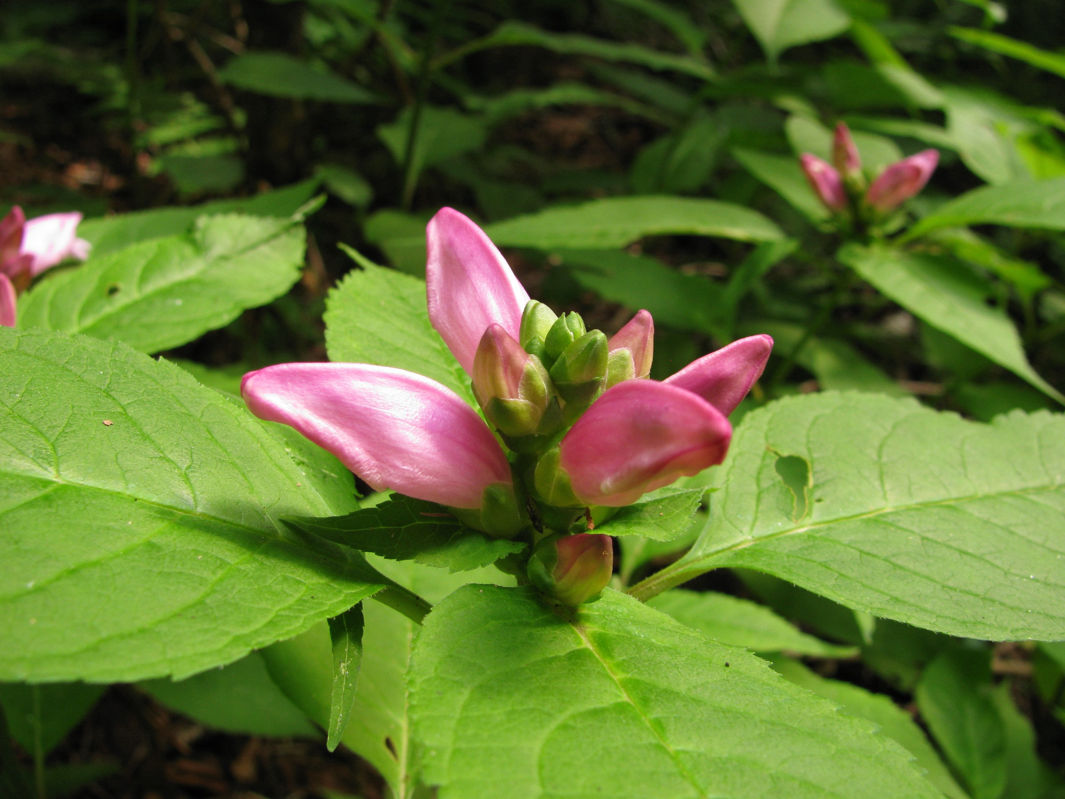 The Scientific Name is Chelone lyonii. You will likely hear them called Turtlehead. This picture shows the Close-up of tubular flowers shaped somewhat like a turtle's head.....using your imagination. of Chelone lyonii