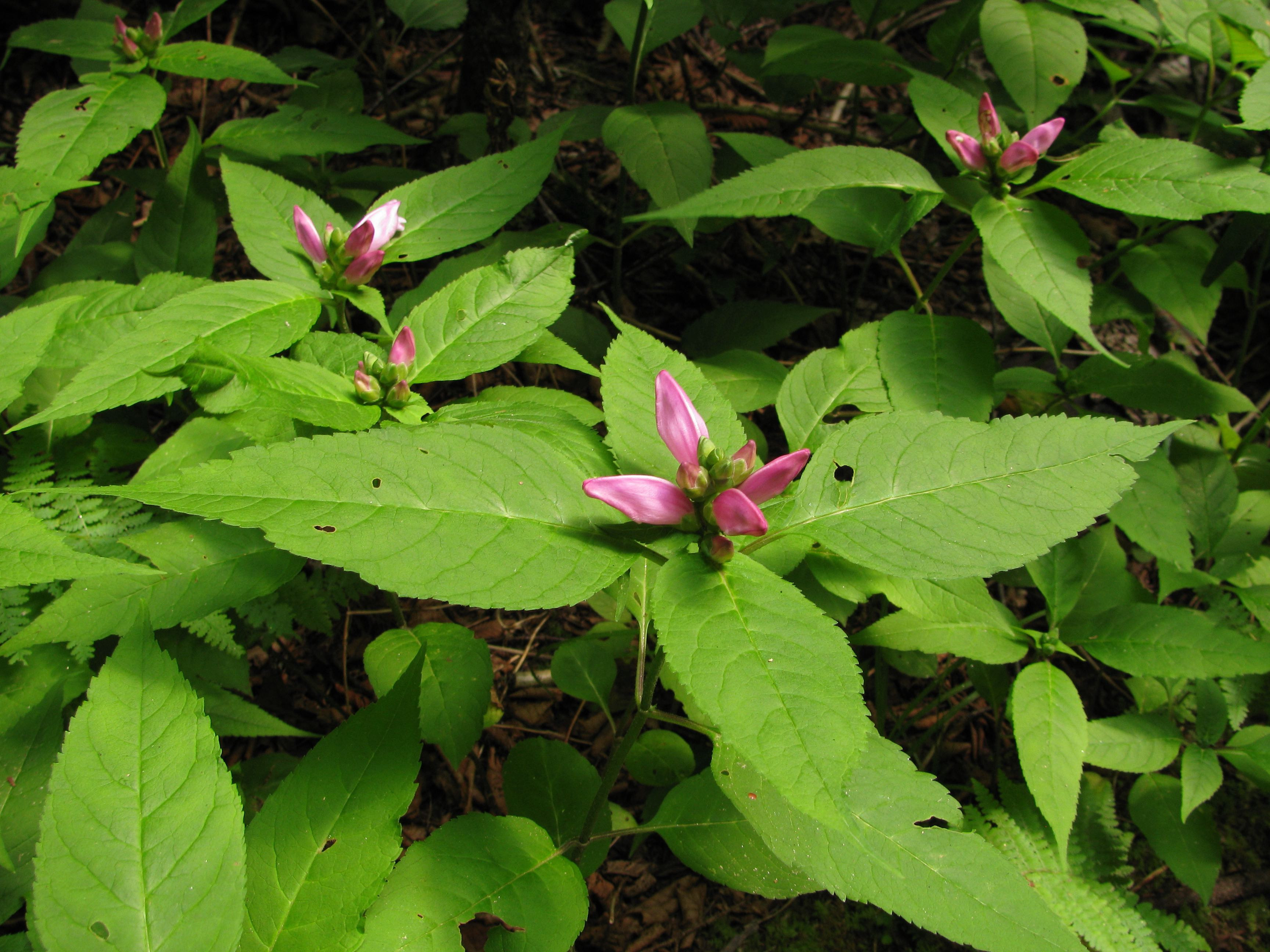The Scientific Name is Chelone lyonii. You will likely hear them called Turtlehead. This picture shows the Colony of Pink Turtlehead of Chelone lyonii