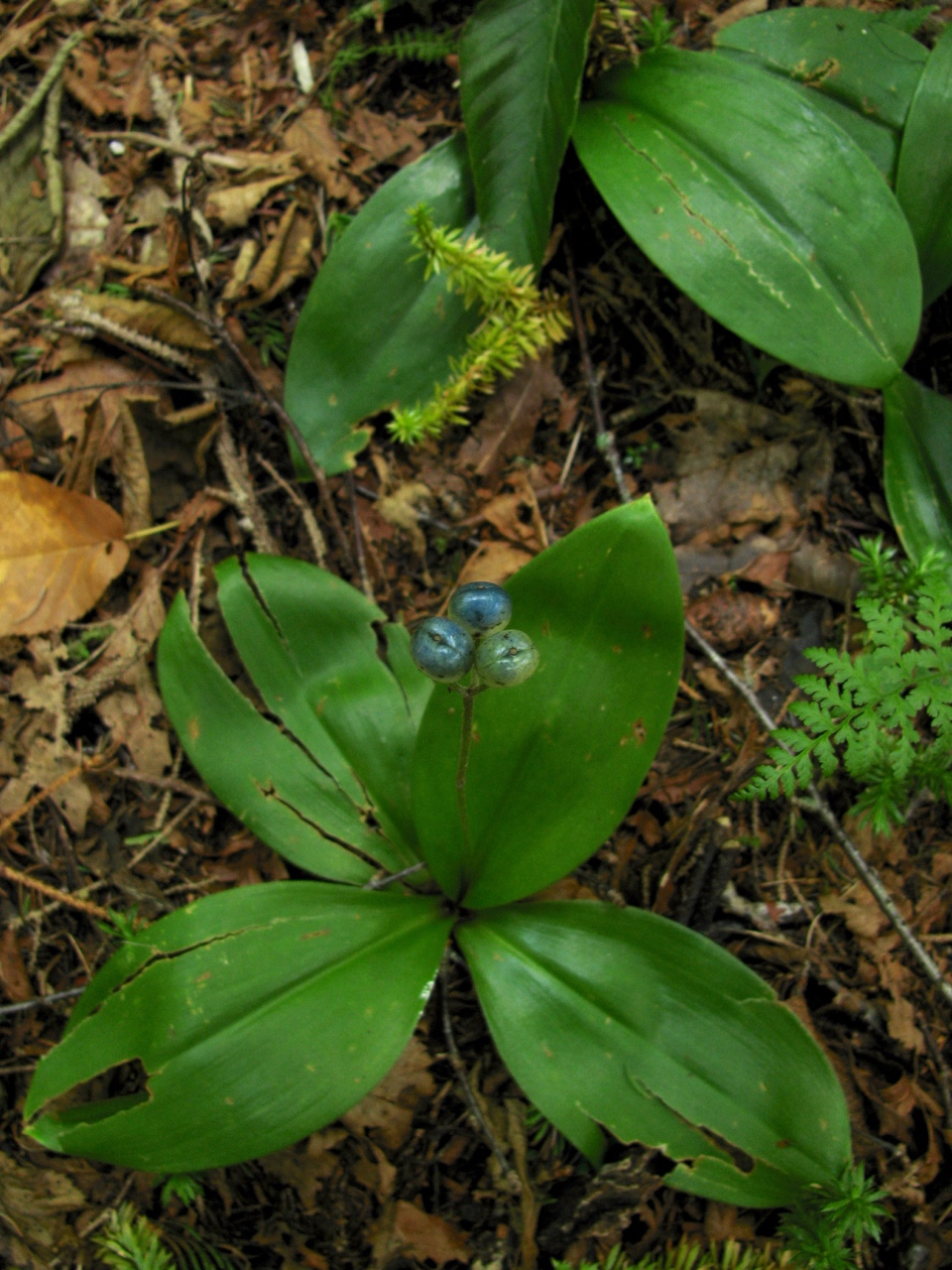 The Scientific Name is Clintonia borealis. You will likely hear them called Clinton's Lily, Yellow Clintonia, Bluebead Lily. This picture shows the Fruit turning blue in color when mature of Clintonia borealis
