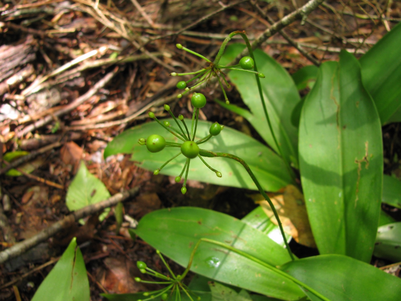 The Scientific Name is Clintonia umbellulata. You will likely hear them called Speckled Wood Lily. This picture shows the Developing fruit.  C. umbellulata tends to have more flowers (10-25) compared to C. borealis (3-8). of Clintonia umbellulata