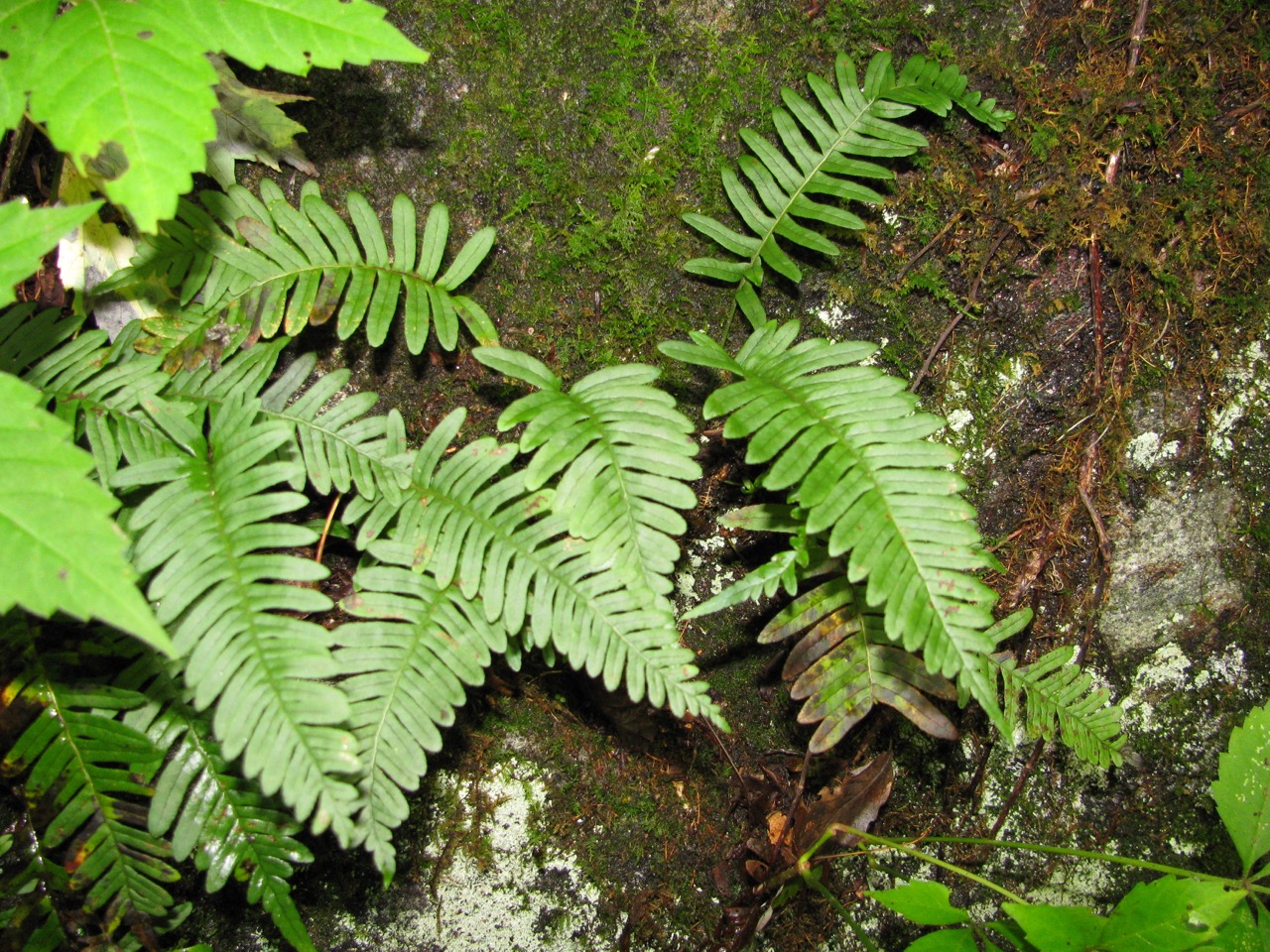 The Scientific Name is Polypodium virginianum [= Polypodium vulgare]. You will likely hear them called Rock Polypody, Rock Cap Fern. This picture shows the Leaf blades are widest in the middle and mostly have attenuated, unlobed tips. of Polypodium virginianum [= Polypodium vulgare]