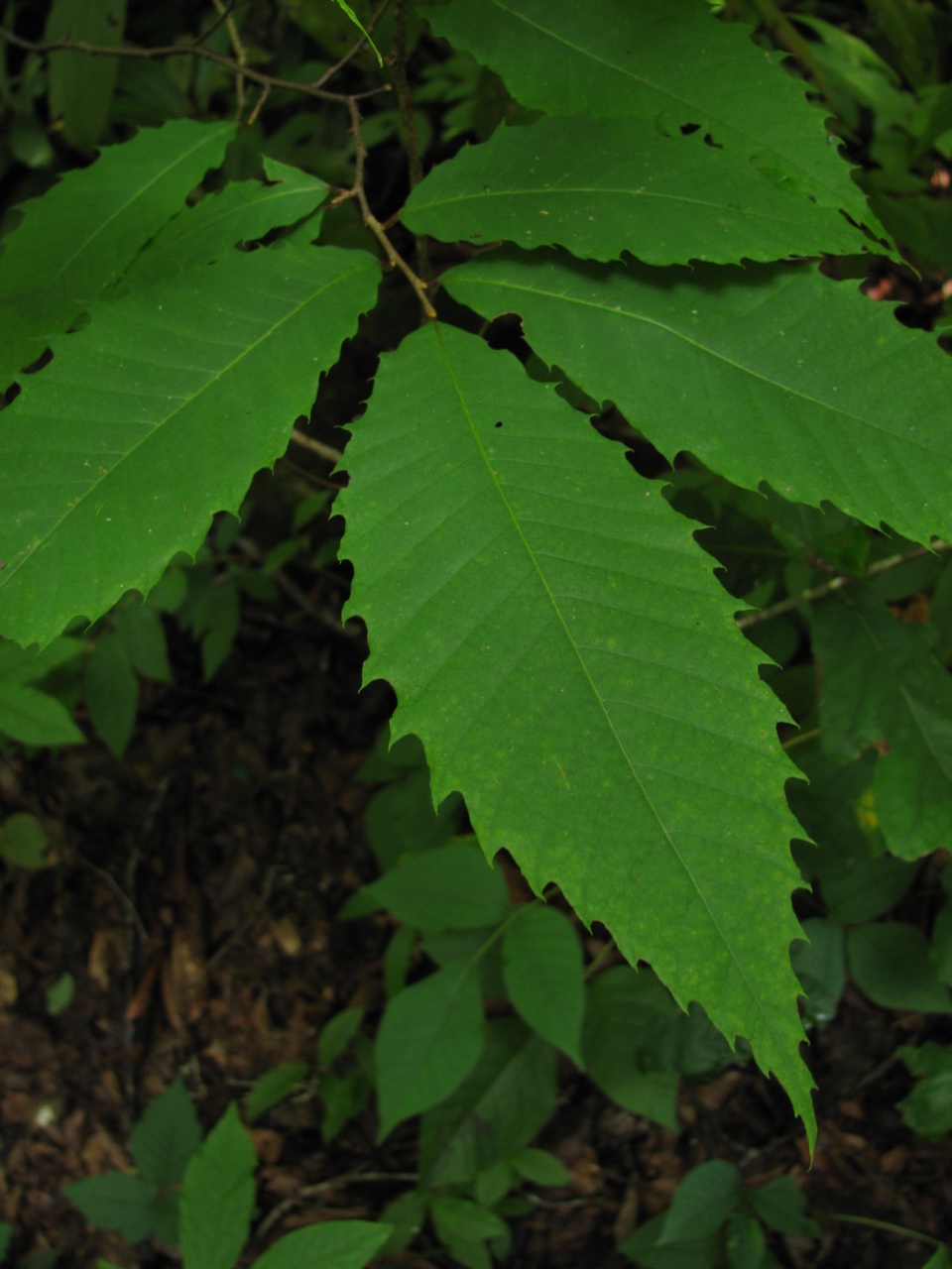 The Scientific Name is Castanea dentata. You will likely hear them called American Chestnut. This picture shows the Strongly and evenly toothed margins along the entire length of the leaves of Castanea dentata
