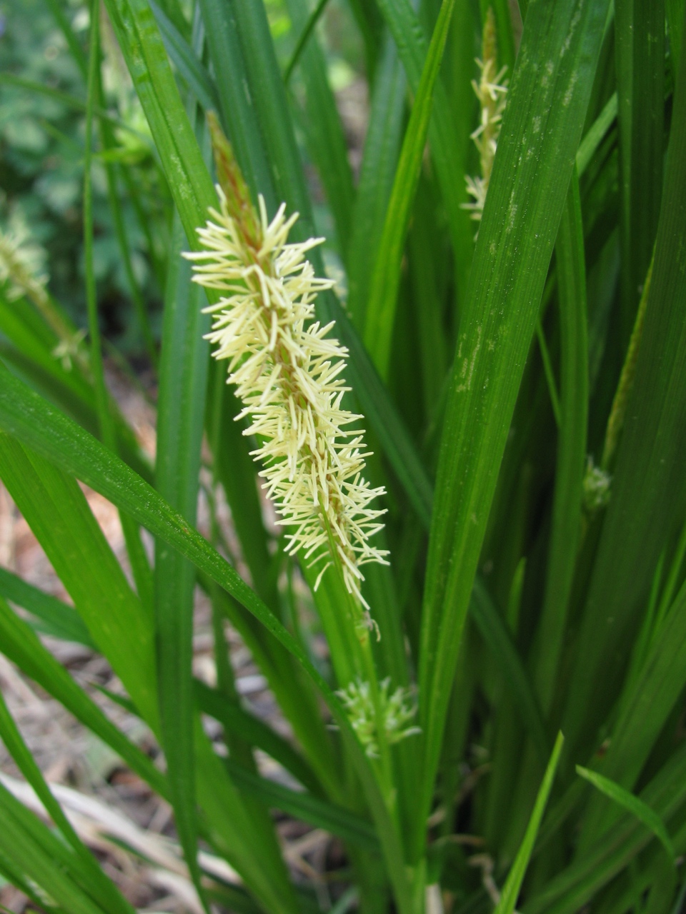 The Scientific Name is Carex grayi. You will likely hear them called Asa Gray's Sedge, Gray's Sedge, Bur Sedge. This picture shows the Staminate inflorescence in early May of Carex grayi