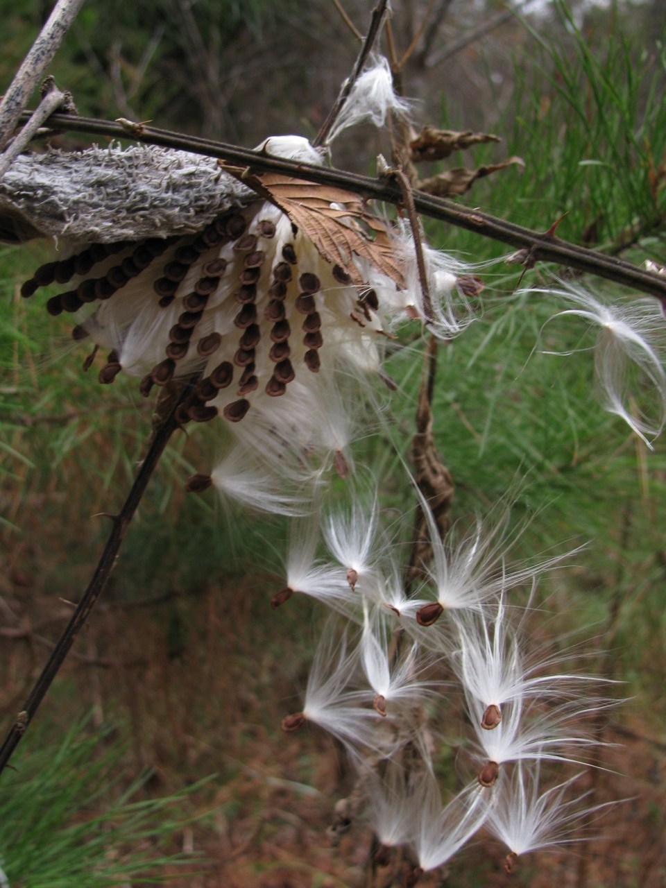 The Scientific Name is Asclepias syriaca. You will likely hear them called Common Milkweed. This picture shows the Seeds releasing from mature fruit (follicle). of Asclepias syriaca