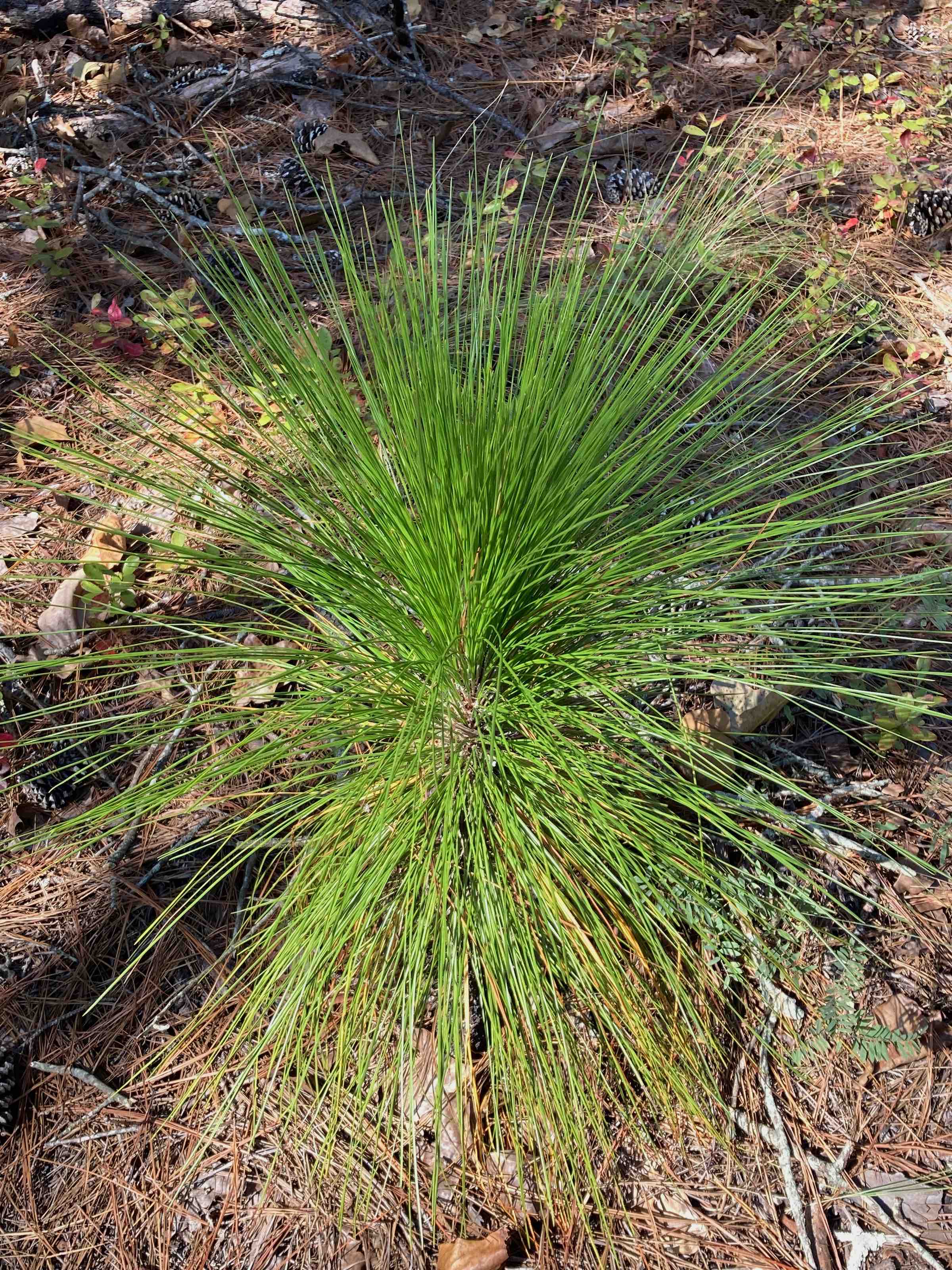 The Scientific Name is Pinus palustris. You will likely hear them called Longleaf Pine, Southern Pine. This picture shows the The 