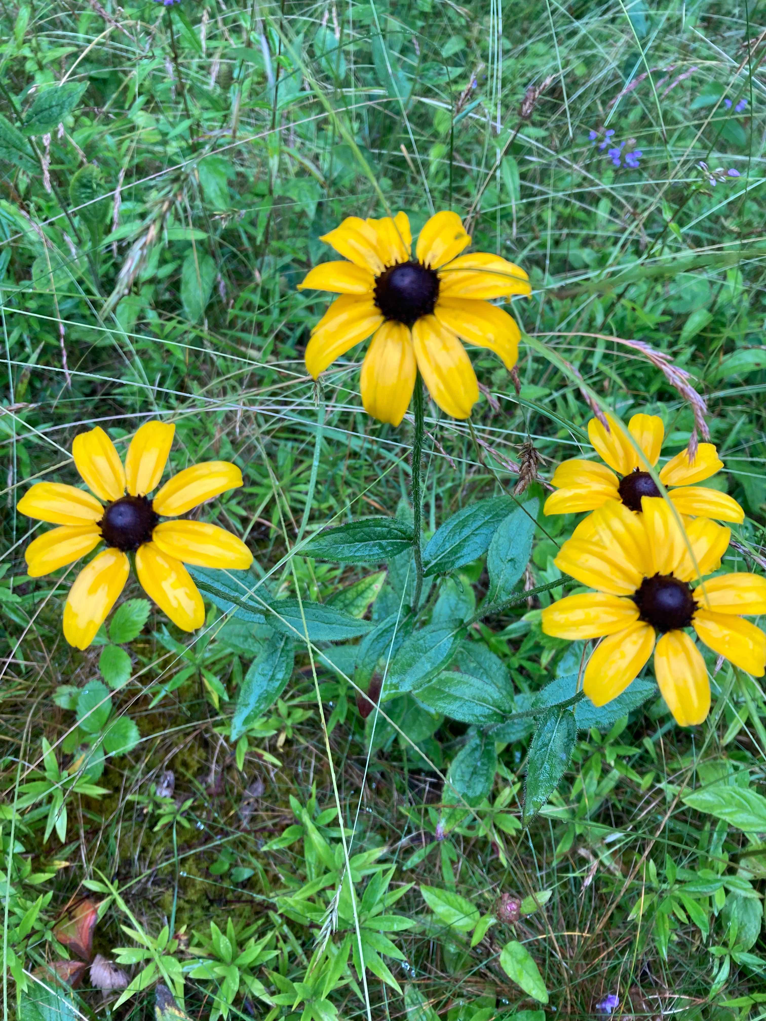 The Scientific Name is Rudbeckia hirta. You will likely hear them called Black-eyed Susan, Black-eyed Coneflower. This picture shows the  of Rudbeckia hirta