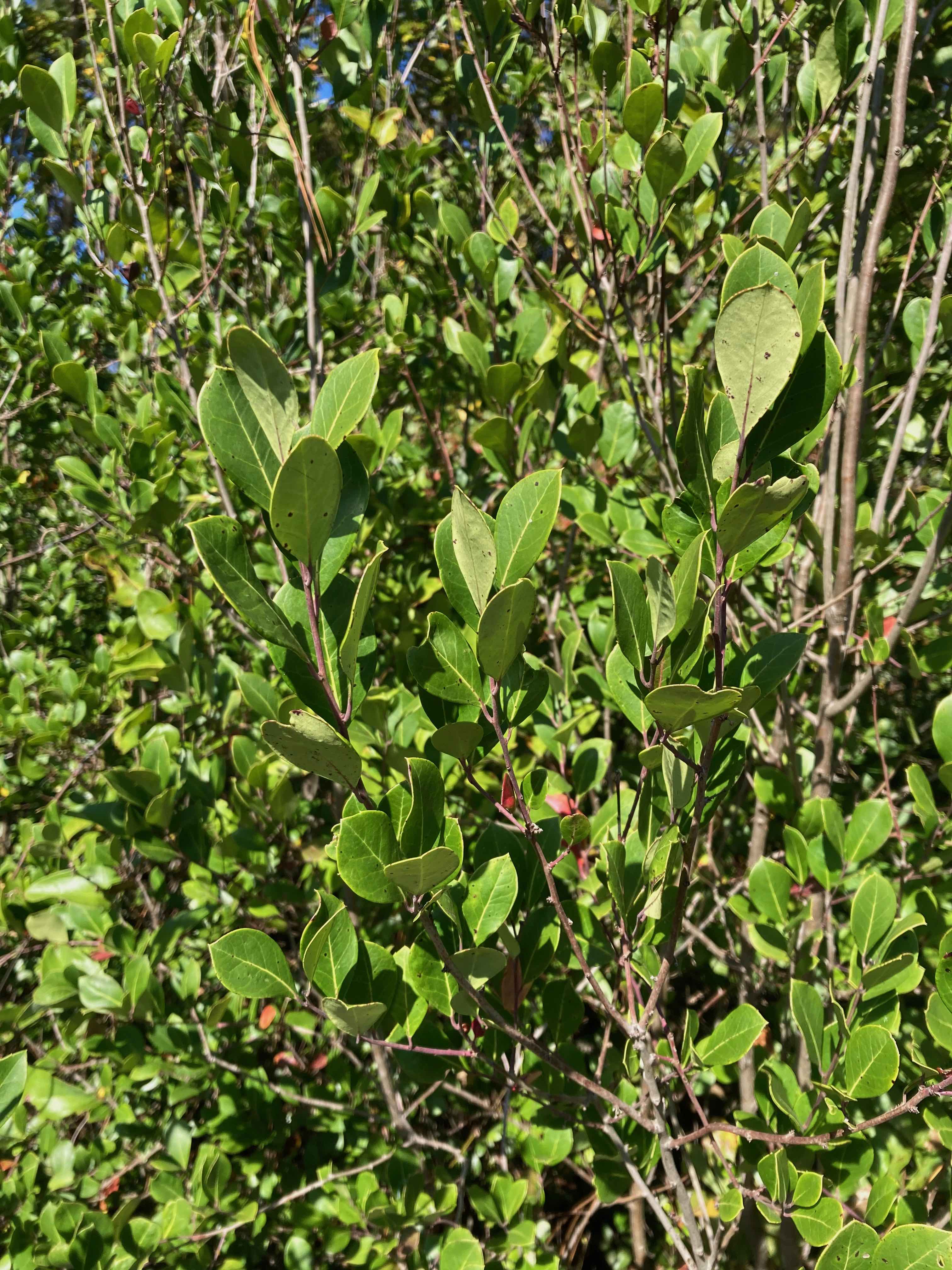 The Scientific Name is Ilex coriacea. You will likely hear them called Big Gallberry, Sweet Gallberry. This picture shows the Large, evergreen shrub with upward reaching branches. Leaves tend to be wider near the tip (obovate). of Ilex coriacea
