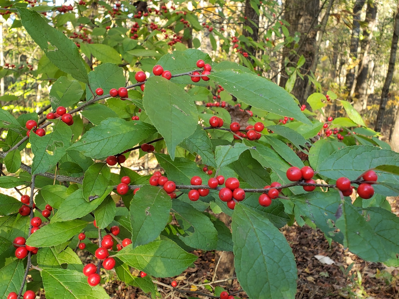 The Scientific Name is Ilex verticillata. You will likely hear them called Common Winterberry. This picture shows the Beautiful red drupes in the Fall of Ilex verticillata