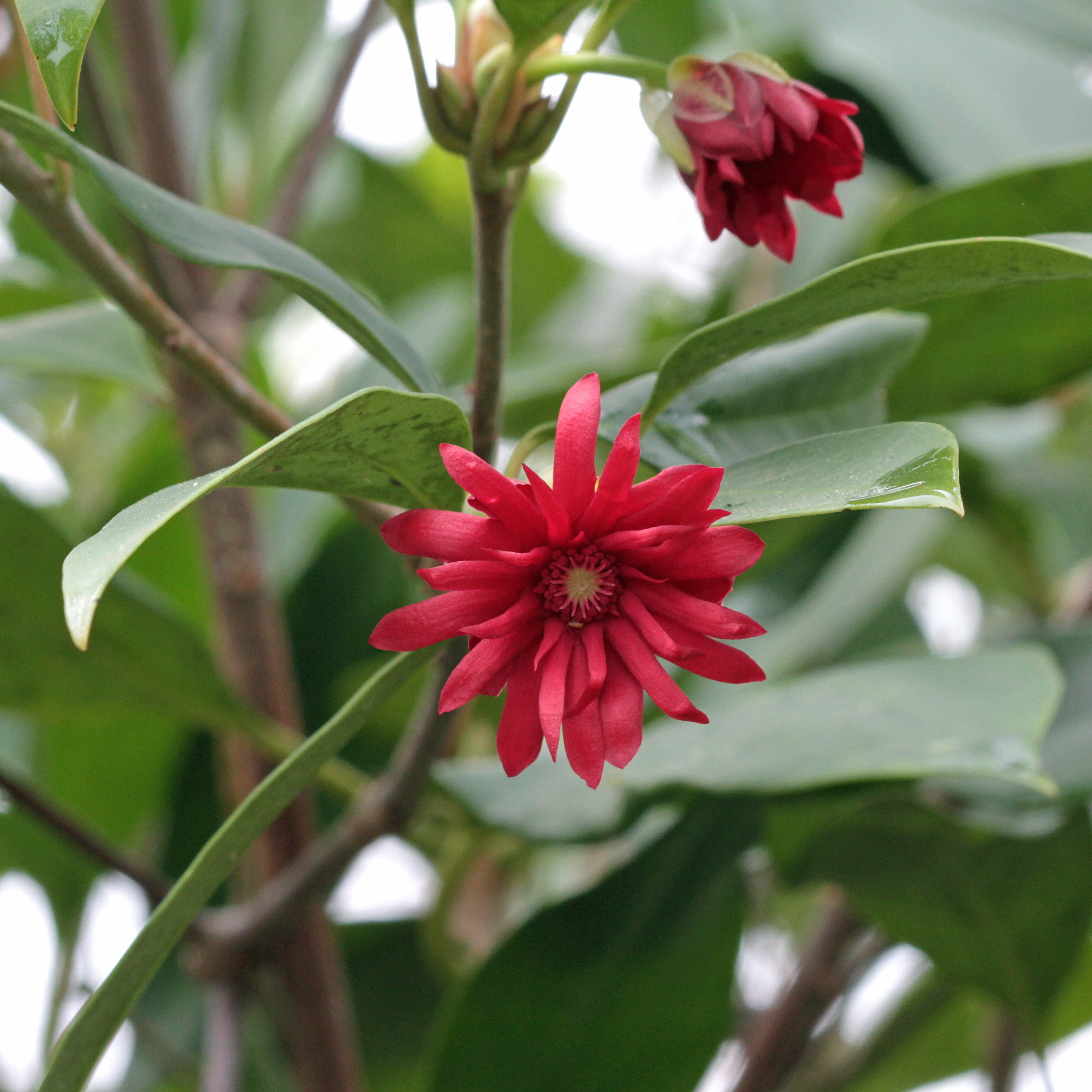 The Scientific Name is Illicium floridanum. You will likely hear them called Florida Anisetree, Anise Tree, Florida Star-anise. This picture shows the Distinctive star-shaped crimson blossoms develop in leaf axils in early spring. of Illicium floridanum