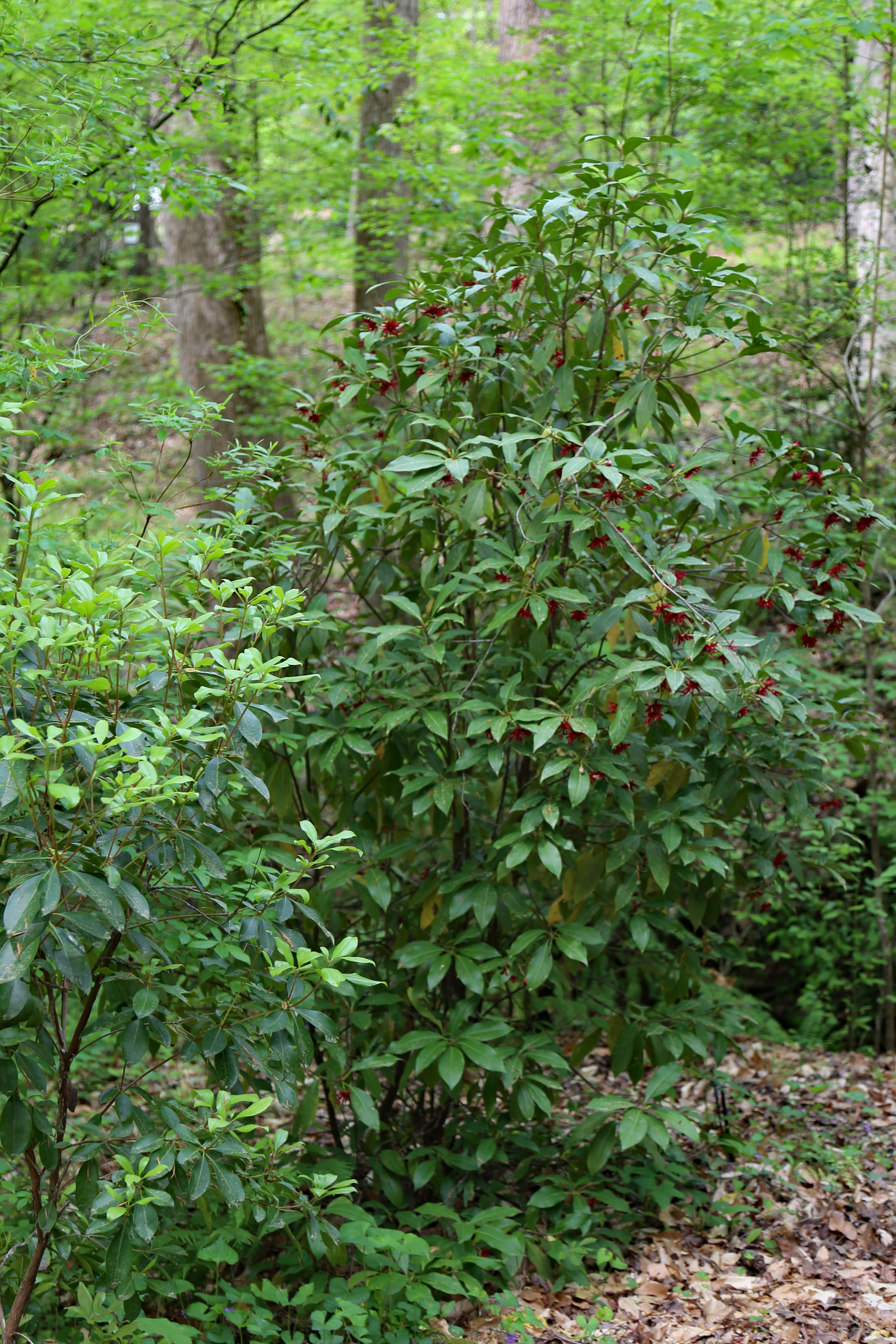 The Scientific Name is Illicium floridanum. You will likely hear them called Florida Anisetree, Anise Tree, Florida Star-anise. This picture shows the A shrub/tree to 25 feet tall, usually multi-stemmed, evergreen with simple, elliptical,  leathery, lustrous green leaves. of Illicium floridanum