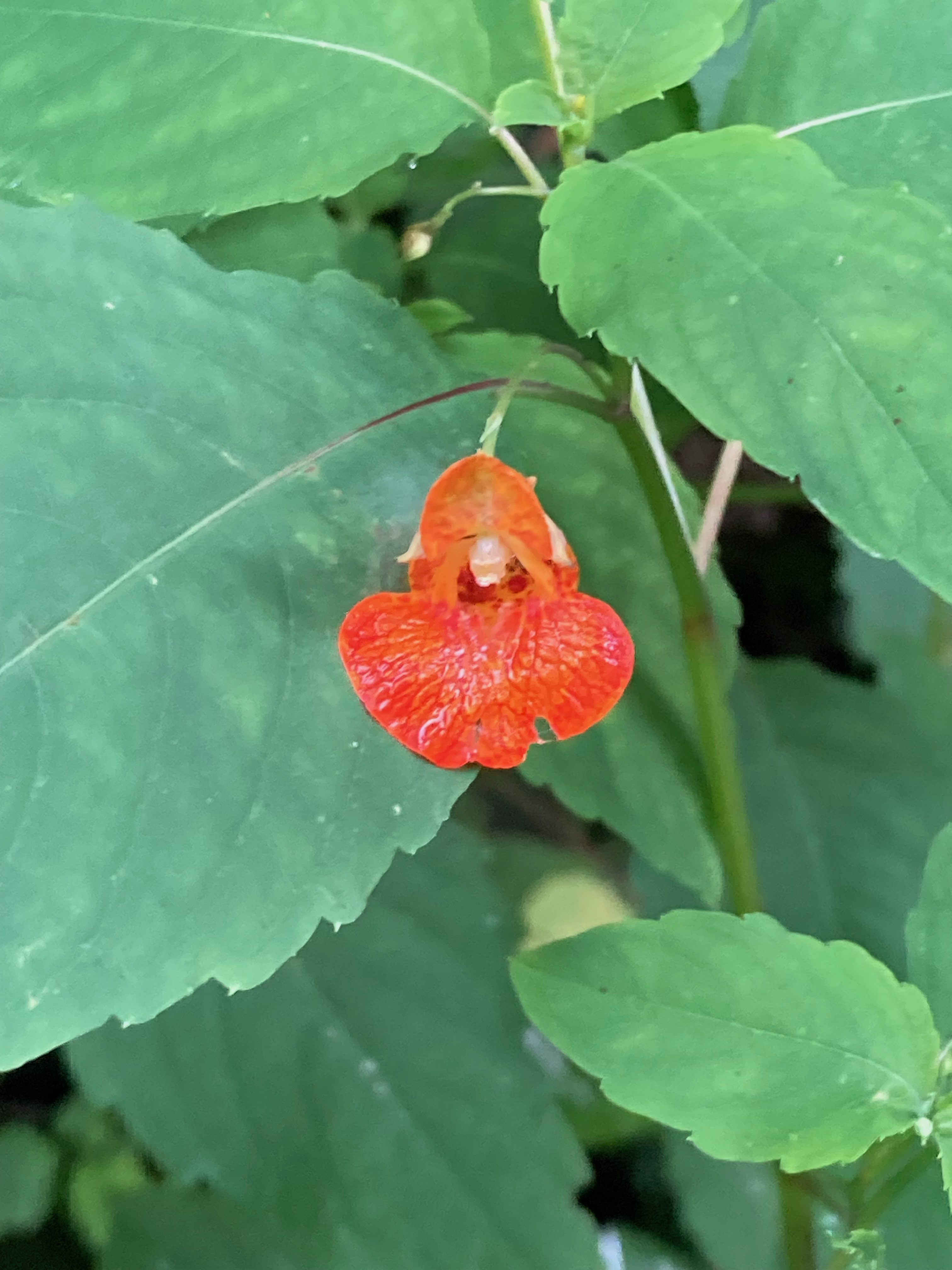 The Scientific Name is Impatiens capensis [=Impatiens biflora]. You will likely hear them called Orange Jewelweed, Orange Touch-me-not, Spotted Touch-me-not. This picture shows the The flowers have three sepals with the lower one extended backward as a spur and five petals of unequal size. The flowers grow in small axillary clusters each dangling on its own slender pedicel.  of Impatiens capensis [=Impatiens biflora]