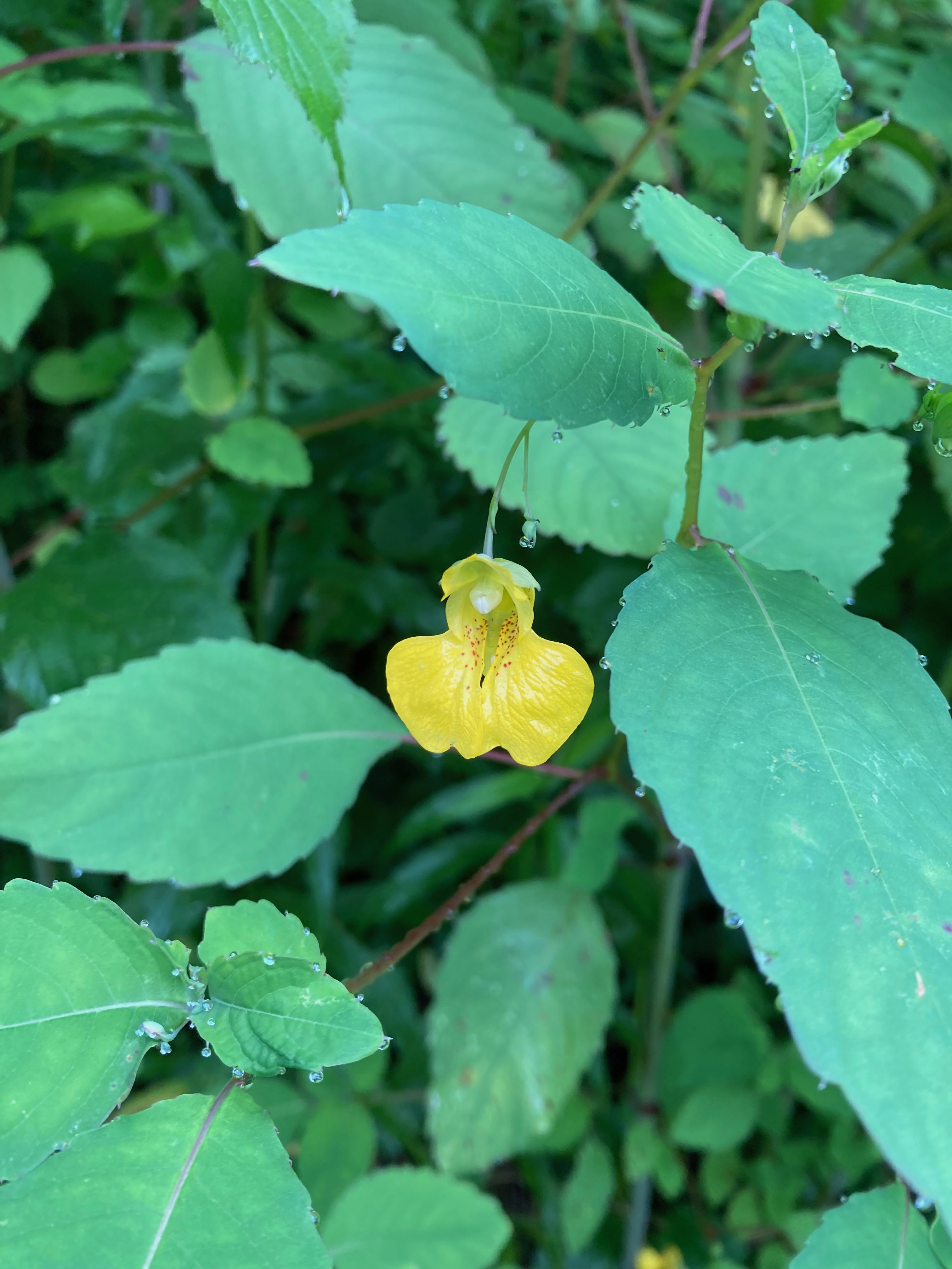 The Scientific Name is Impatiens pallida. You will likely hear them called Yellow Jewelweed, Yellow Touch-me-not, Pale Touch-me-not. This picture shows the The alternate leaves have crenate margins. of Impatiens pallida