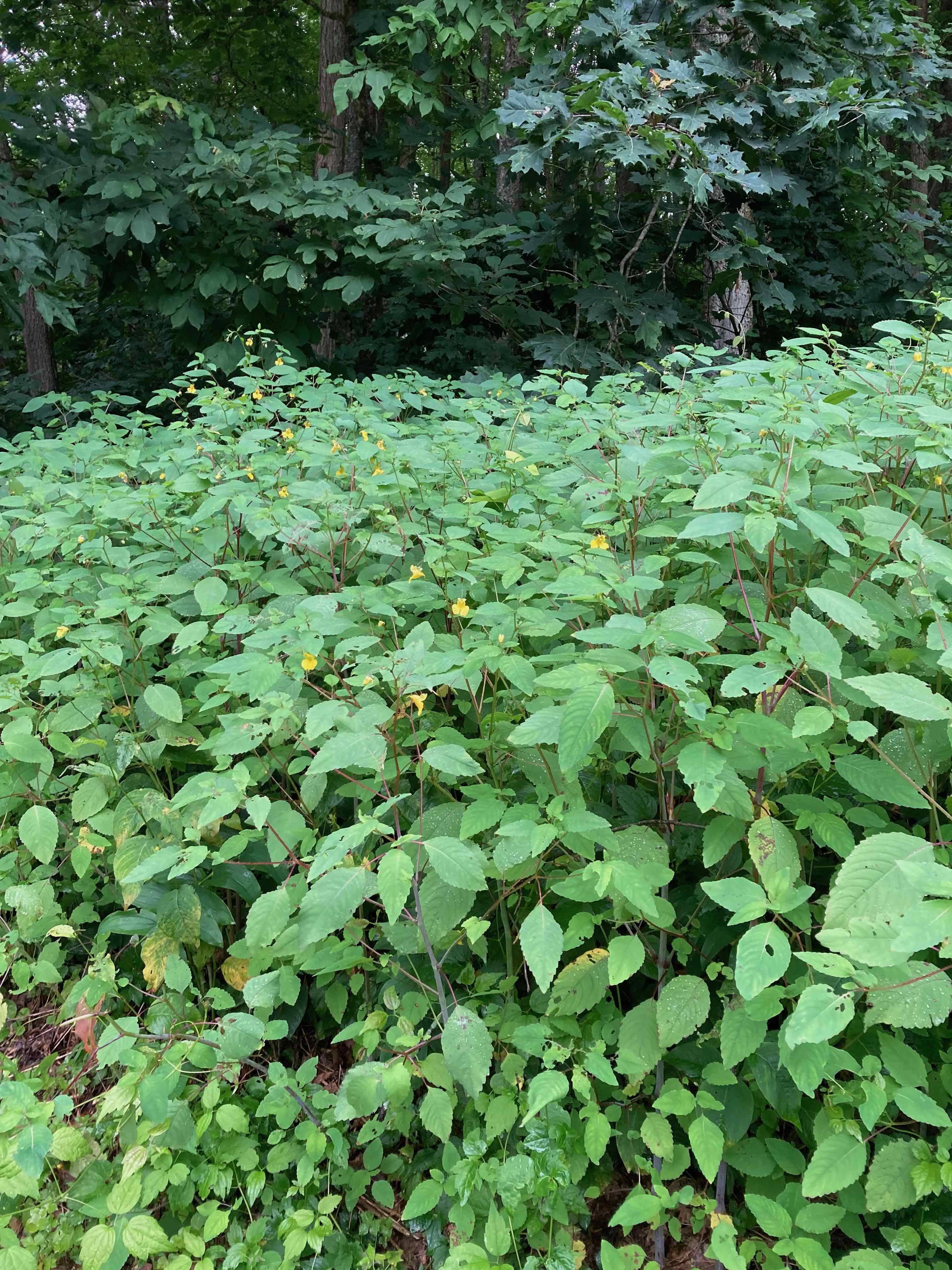 The Scientific Name is Impatiens pallida. You will likely hear them called Yellow Jewelweed, Yellow Touch-me-not, Pale Touch-me-not. This picture shows the A large patch of <em>Impatiens pallida</em> of Impatiens pallida