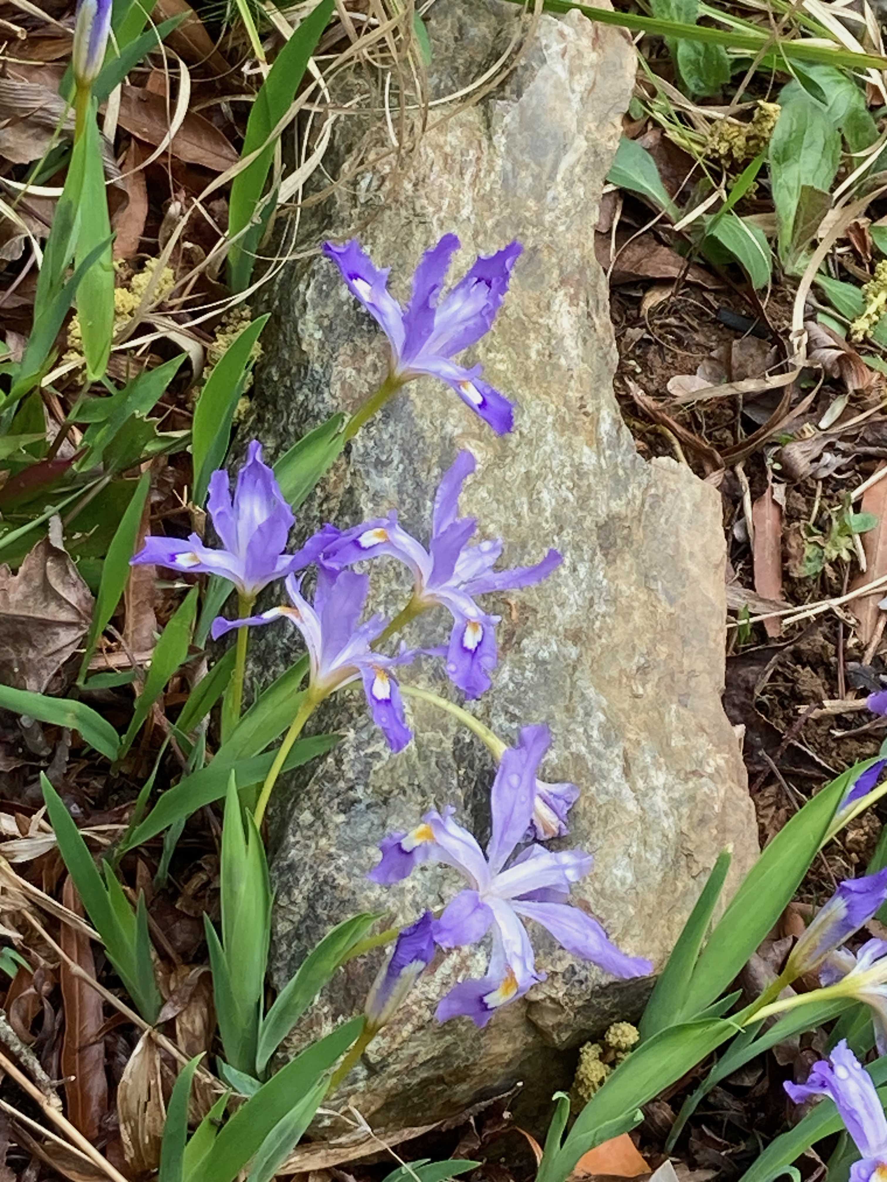 The Scientific Name is Iris cristata. You will likely hear them called Dwarf Crested Iris. This picture shows the  of Iris cristata