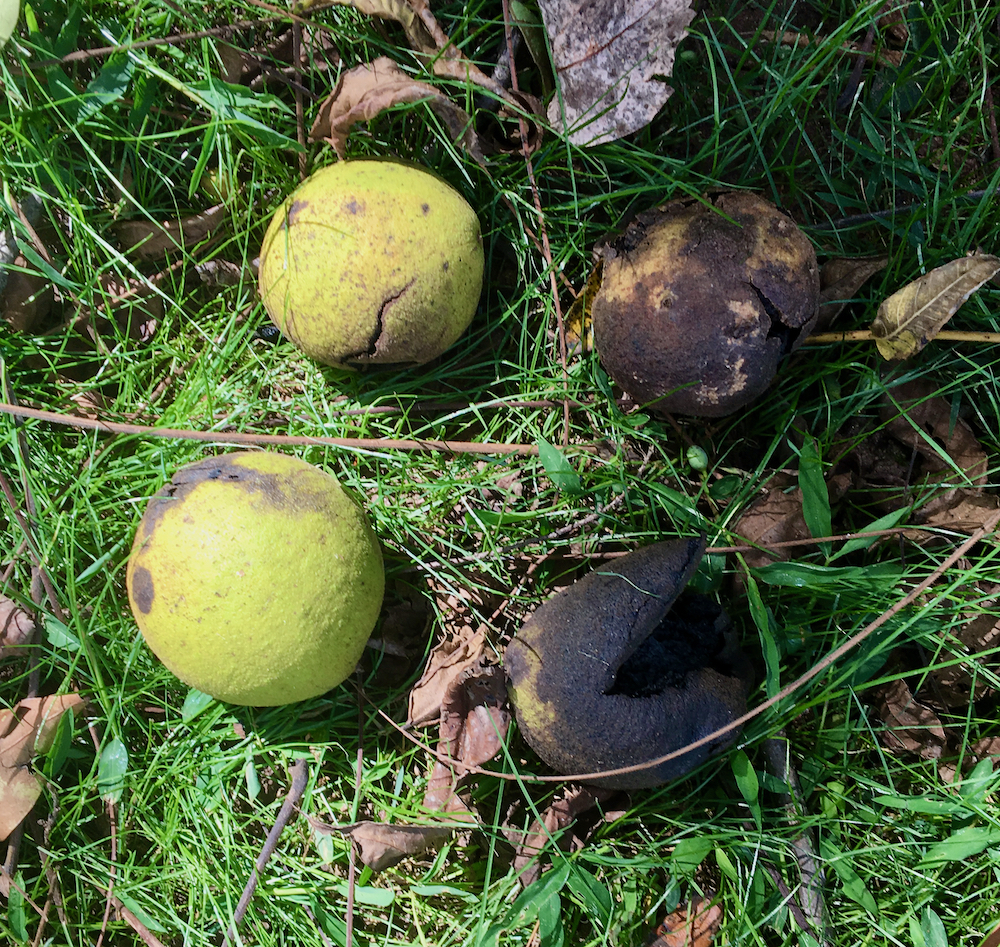 The Scientific Name is Juglans nigra. You will likely hear them called Black Walnut. This picture shows the Nut enclosed in large round husk (up to 2.5