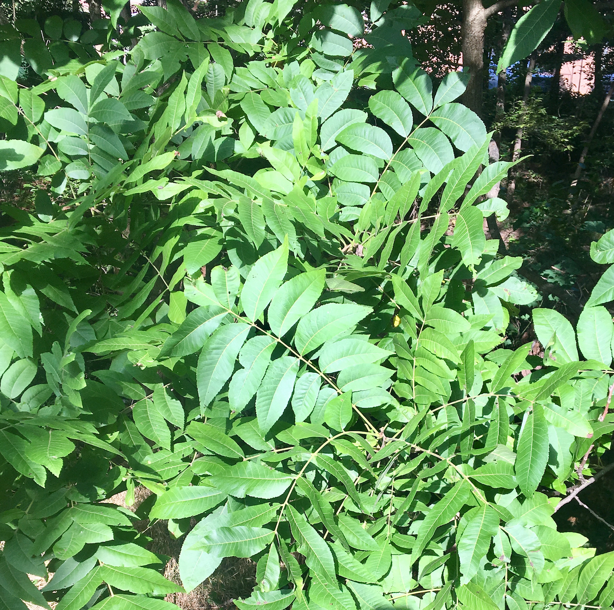 The Scientific Name is Juglans nigra. You will likely hear them called Black Walnut. This picture shows the Large, compound, alternate, pinnate leaves with 9-21 leaflets; often lacking a terminal leaflet. Leaf margins are finely toothed. of Juglans nigra
