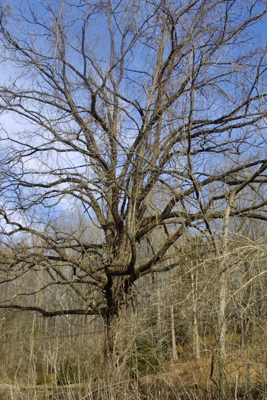 The Scientific Name is Juglans nigra. You will likely hear them called Black Walnut. This picture shows the Large tree with stout trunk and branches; forms a broad crown of Juglans nigra
