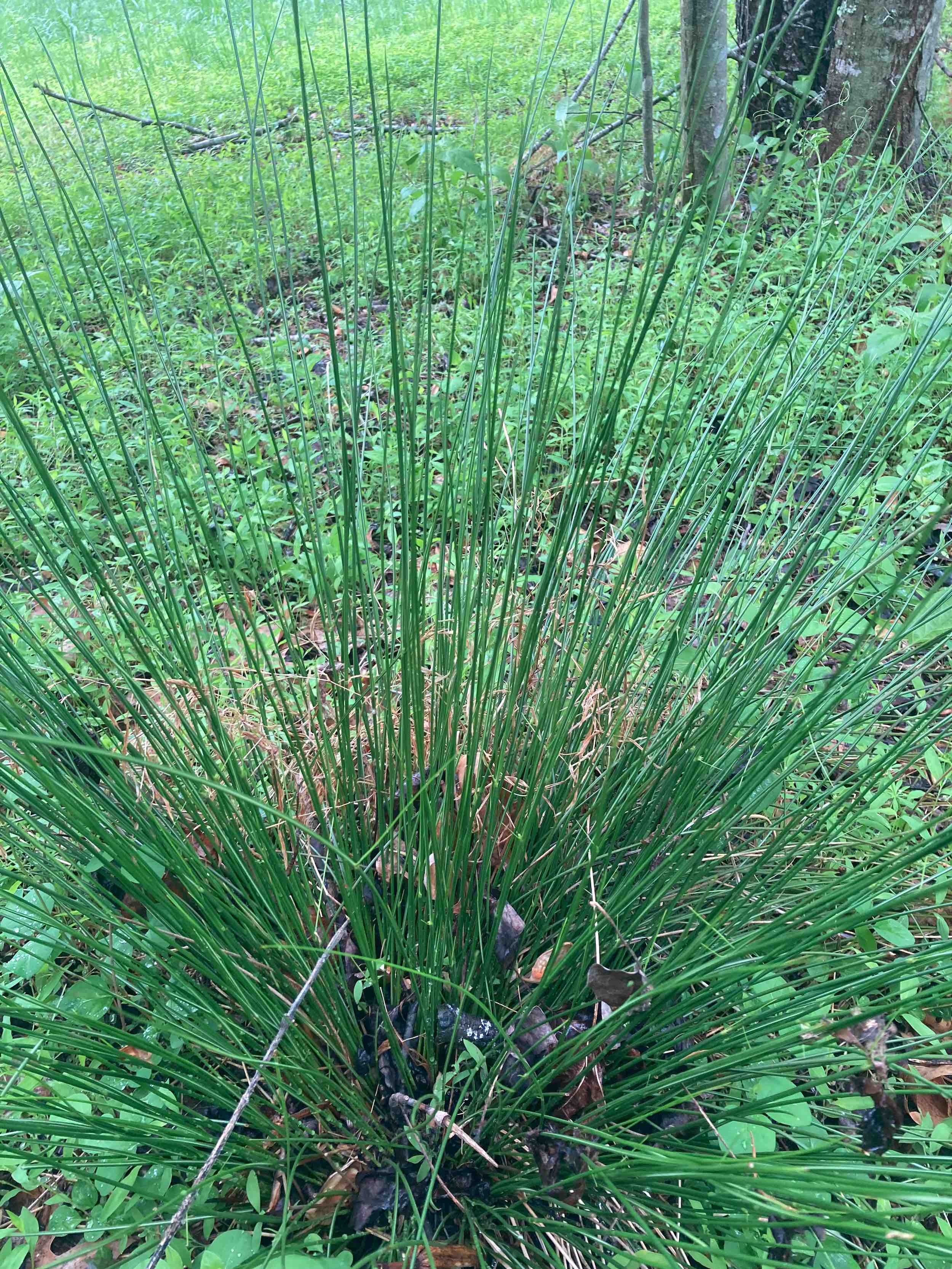 The Scientific Name is Juncus effusus var. solutus. You will likely hear them called Common Rush, Soft Rush. This picture shows the Clumps can get quite large. of Juncus effusus var. solutus