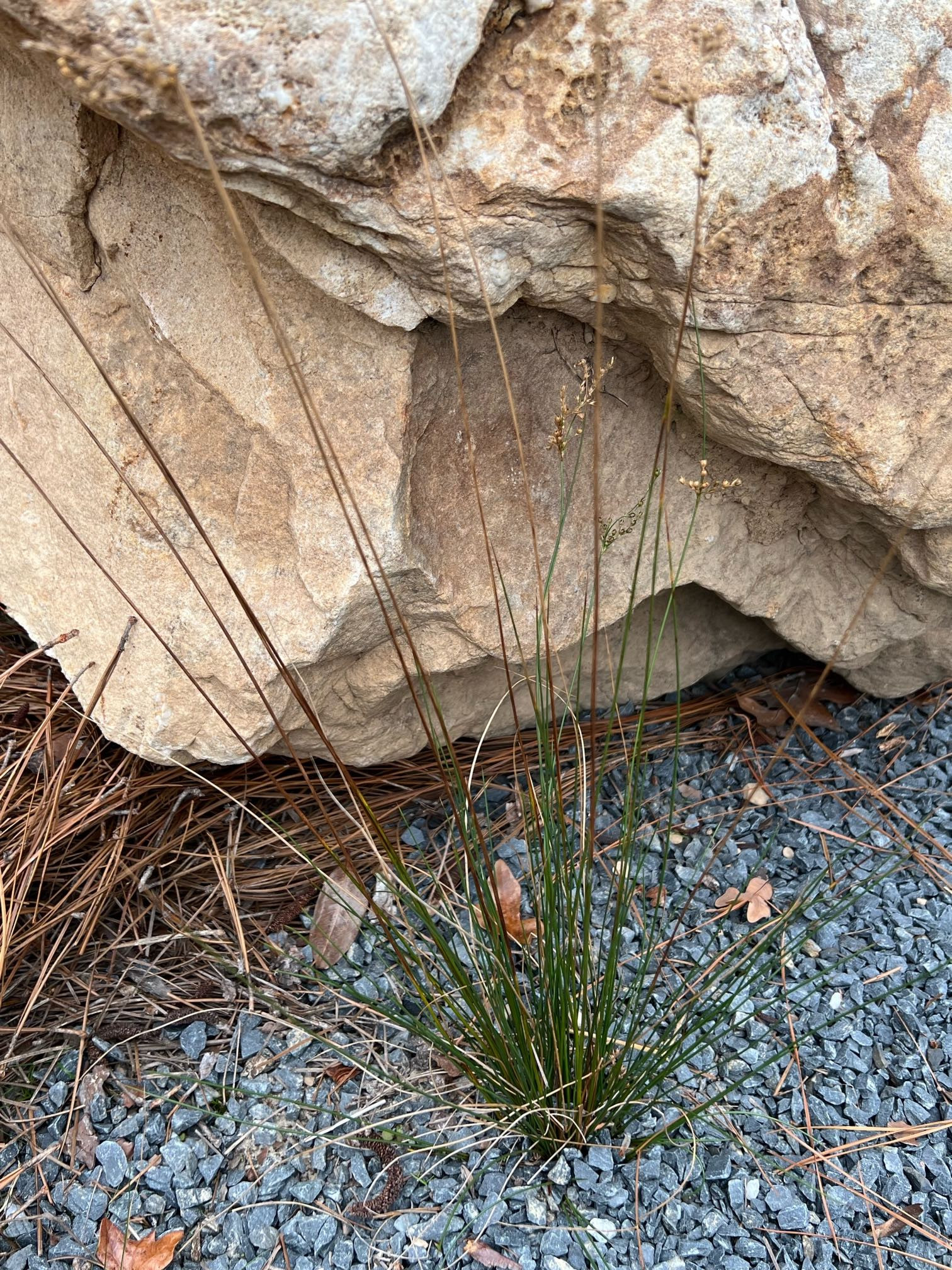 The Scientific Name is Juncus effusus var. solutus. You will likely hear them called Common Rush, Soft Rush. This picture shows the Stems grow 2-4 feet tall and form many-stemmed tussocks. of Juncus effusus var. solutus