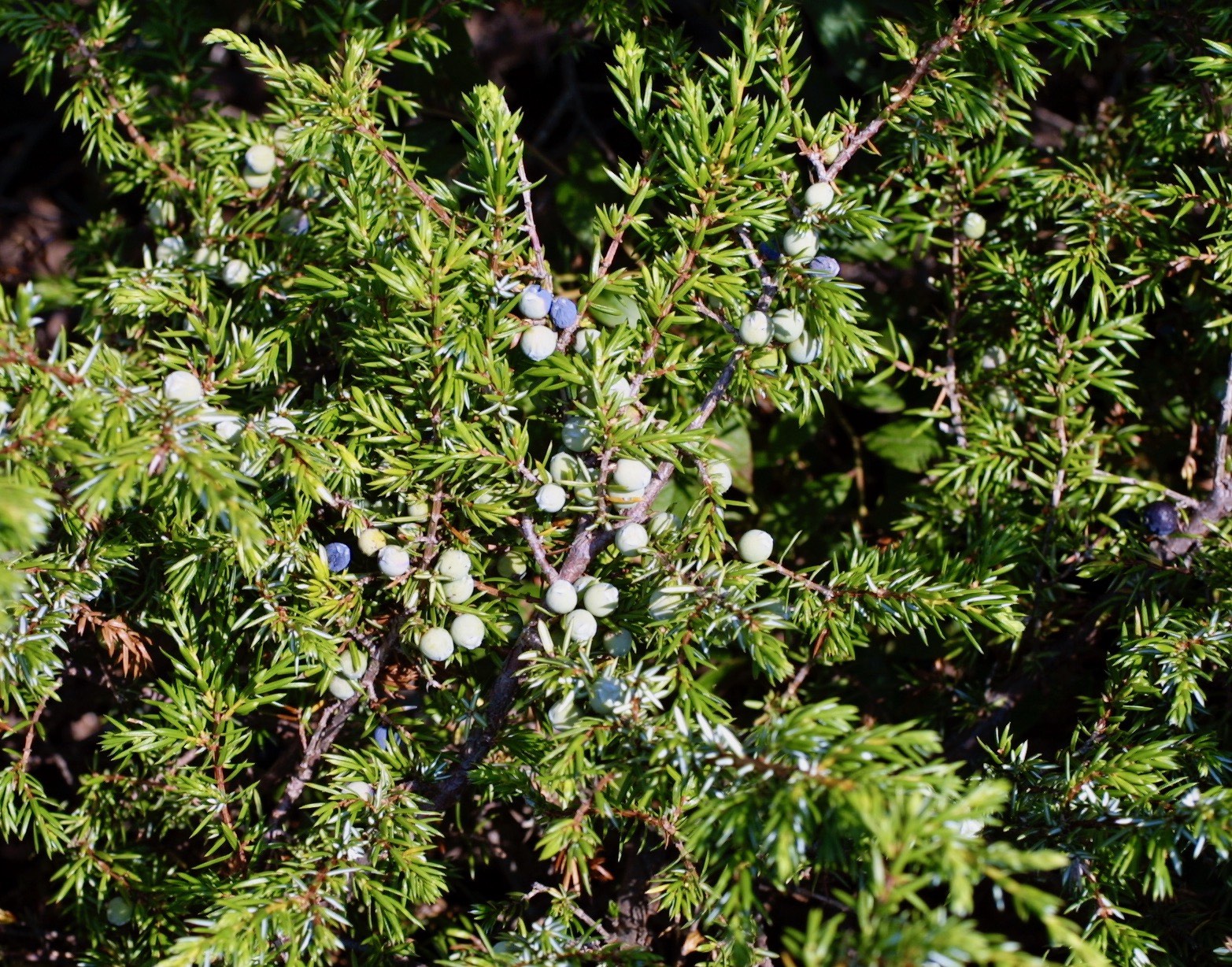 The Scientific Name is Juniperus communis var. depressa. You will likely hear them called Ground Juniper, Mountain Juniper, Common Juniper. This picture shows the Low-growing evergreen shrub with needles in whorls of 3; female cones are blue to black with a waxy coating of Juniperus communis var. depressa