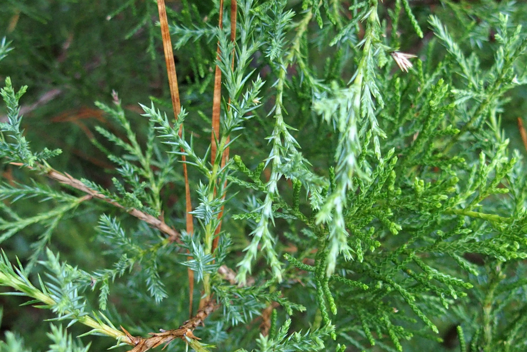 The Scientific Name is Juniperus virginiana. You will likely hear them called Eastern Red Cedar. This picture shows the Has both needles and scales - a key characteristic of Juniperus virginiana
