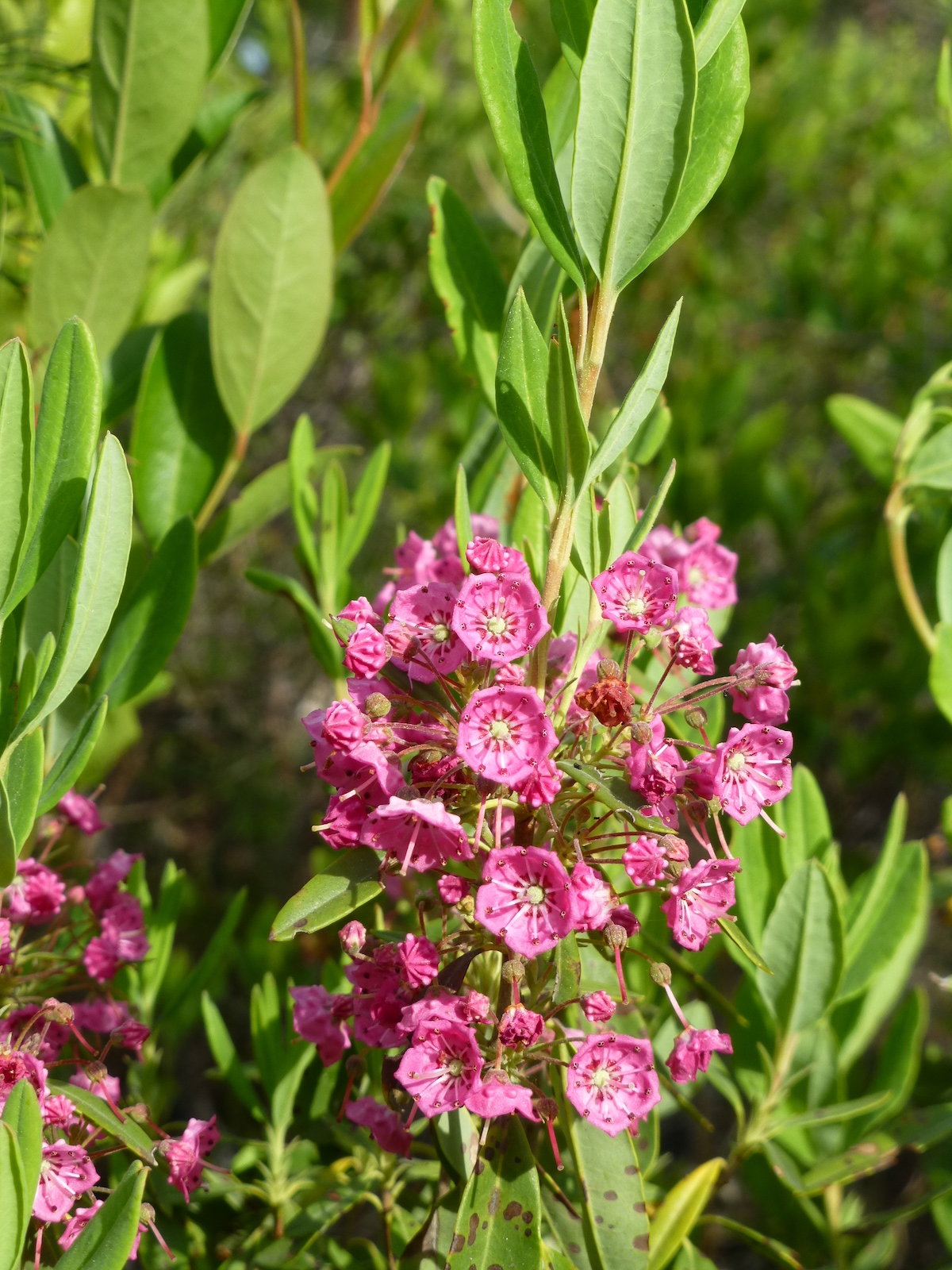 The Scientific Name is Kalmia angustifolia. You will likely hear them called Sheep Laurel, Northern Sheepkill. This picture shows the  Thick, entire, glaucous blue-green leaves and small rosy-pink flowers. of Kalmia angustifolia